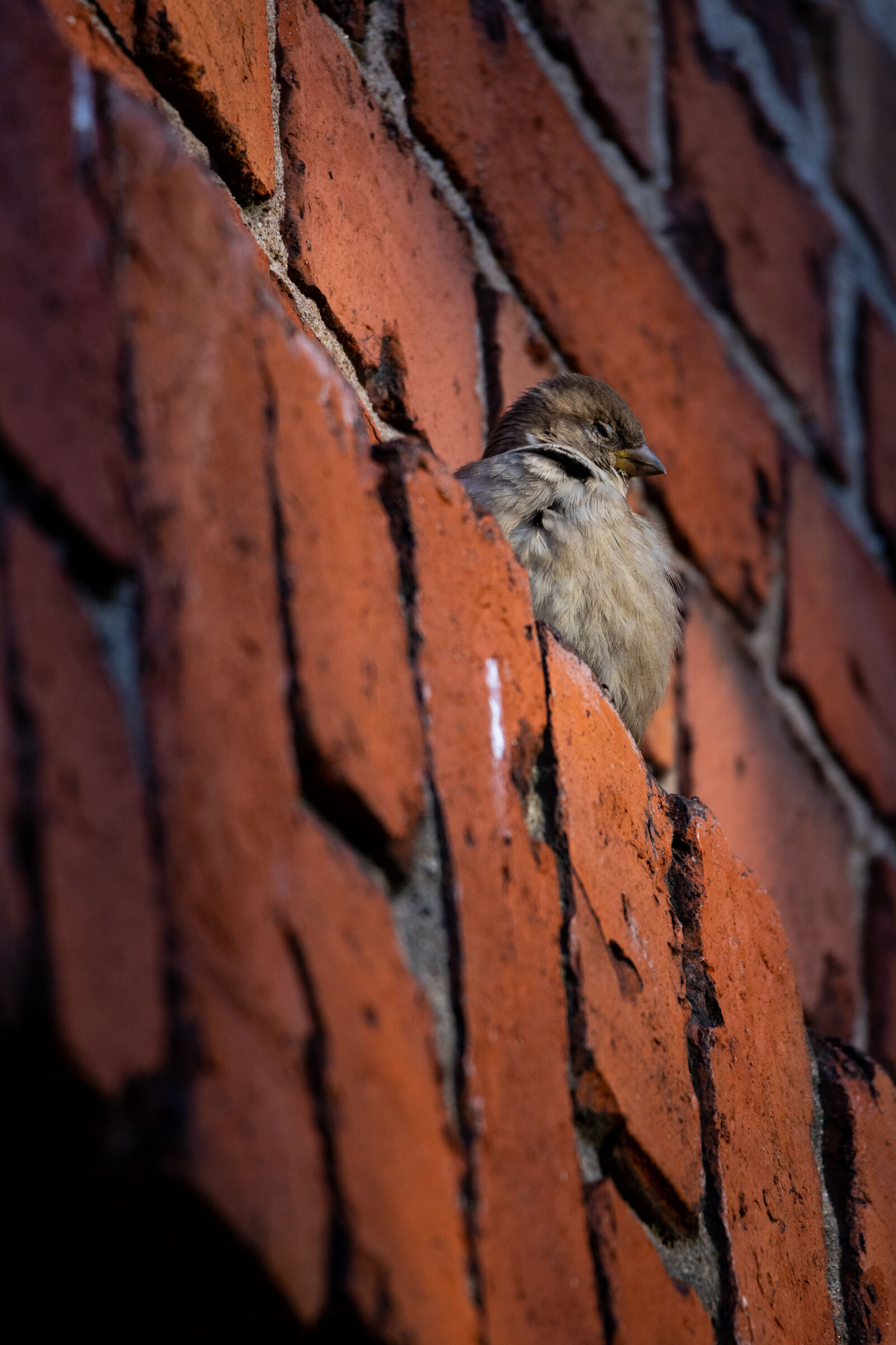 Canon EOS R5 sample photo. Sparrow on the wall photography