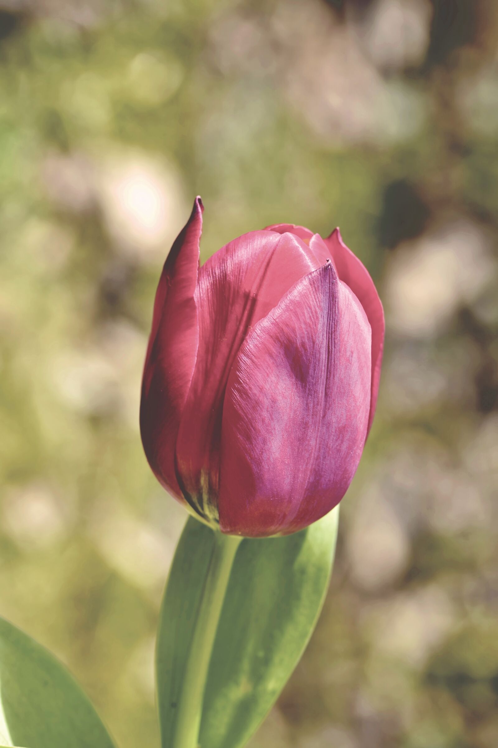 Nikon D7200 sample photo. Tulip, schnittblume, blossom photography