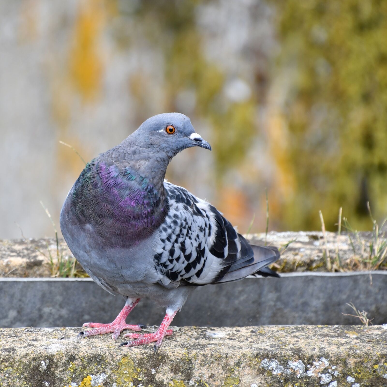 Nikon D500 sample photo. Pigeon, bird, animal photography