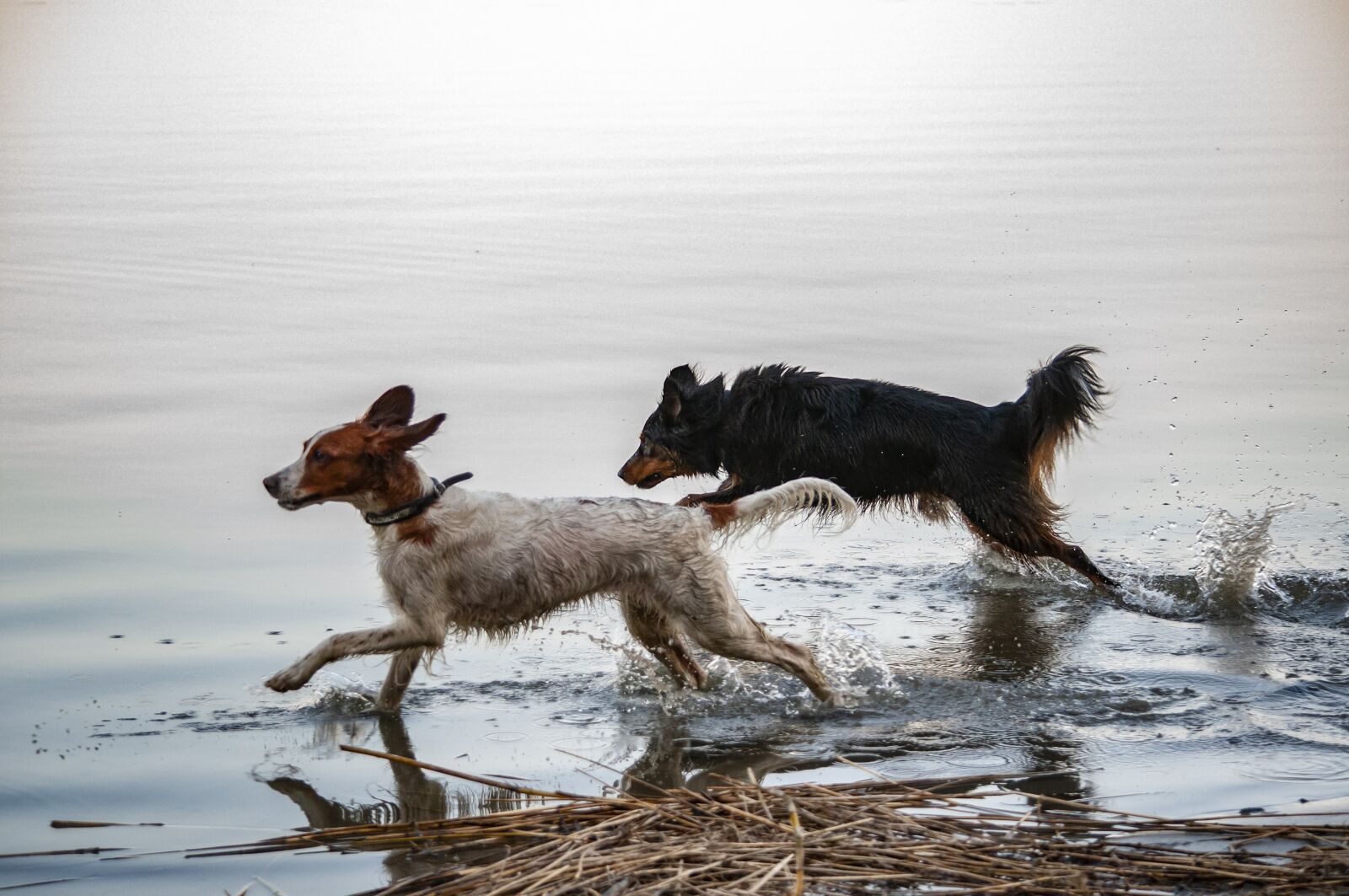 Nikon D5000 sample photo. Irish setter, mongrel, dog photography