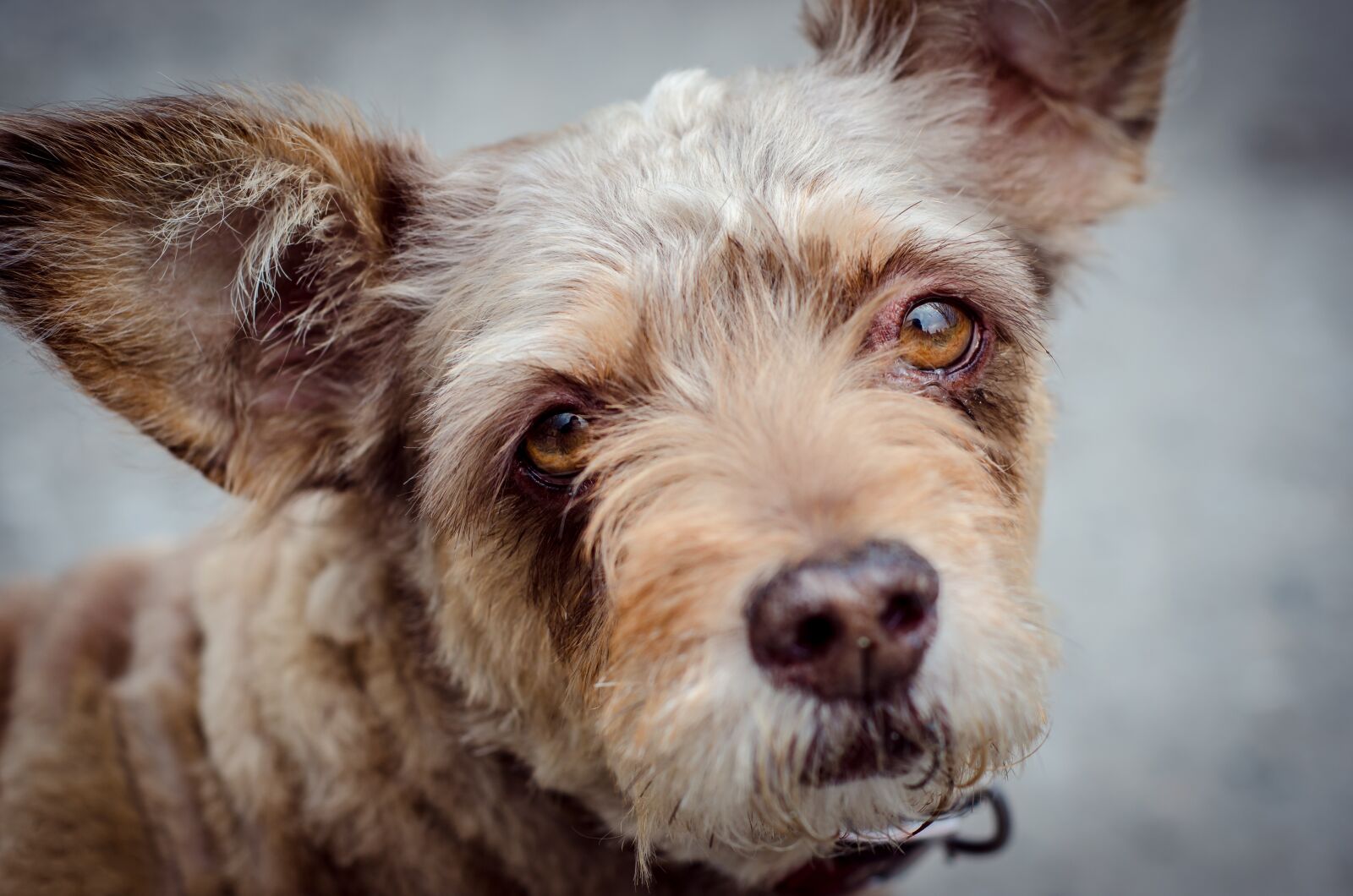 Nikon D7000 sample photo. Dog, animals, pet photography