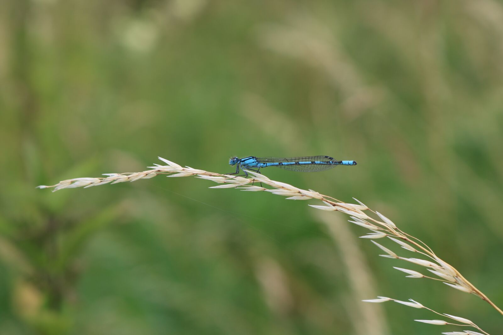Canon EOS 750D (EOS Rebel T6i / EOS Kiss X8i) sample photo. Dragonfly, blue, nature photography