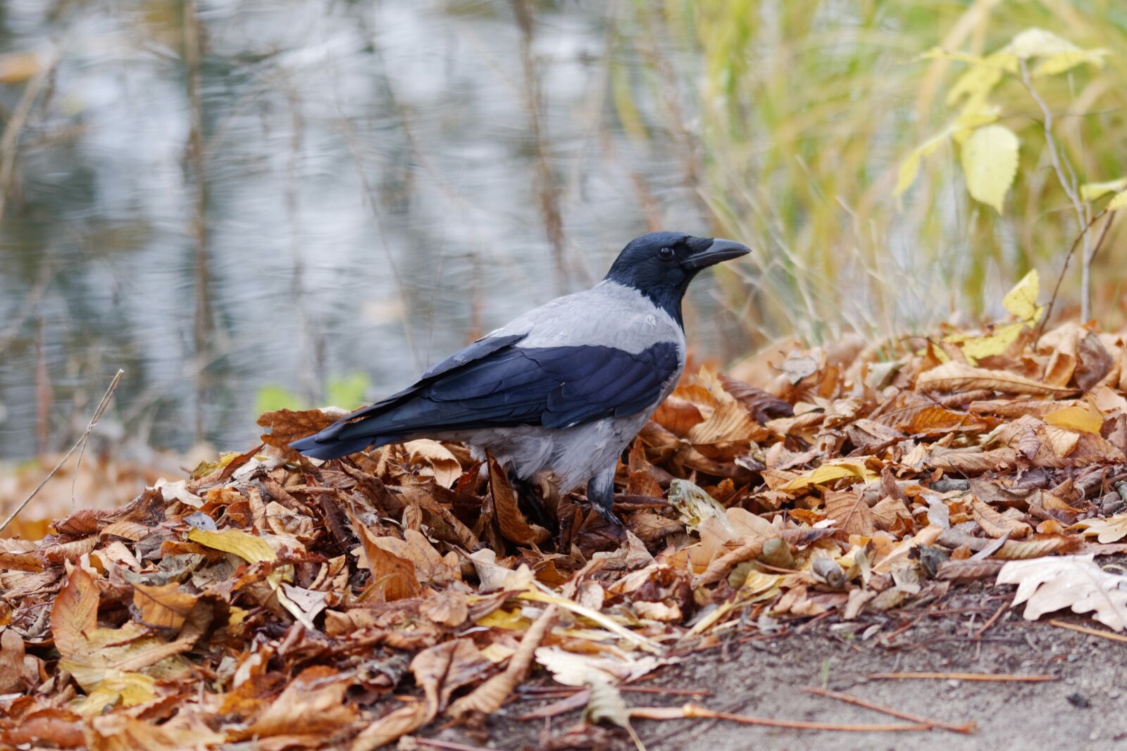 Nikon D5100 sample photo. Crow, bird, plumage photography