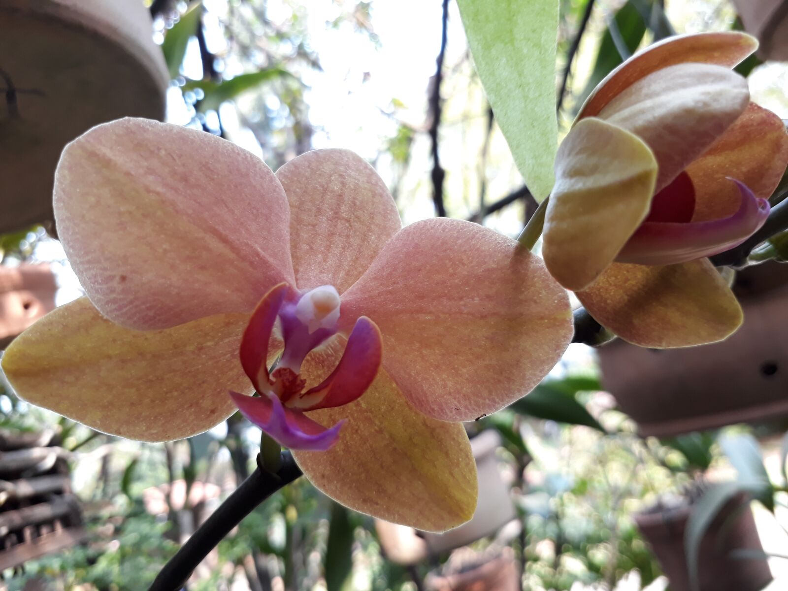 Samsung Galaxy J5 Prime sample photo. Flowers, orchids, exotic photography
