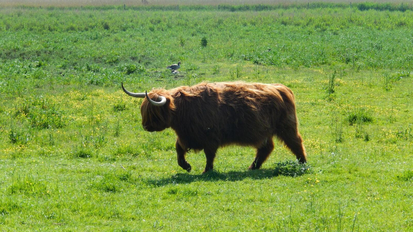 Nikon Coolpix S9500 sample photo. Scottish hochlandrind, highland cattle photography
