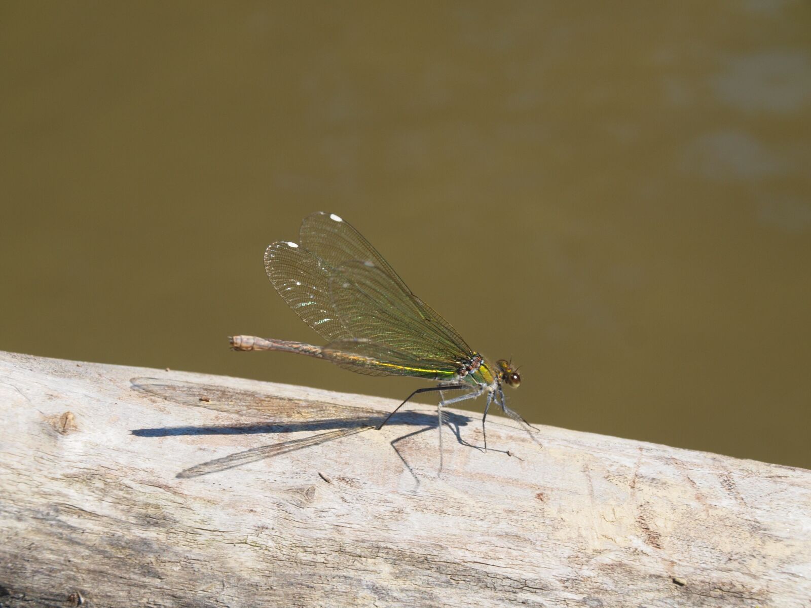 Olympus E-600 (EVOLT E-600) sample photo. Dragonfly, dry wood, running photography