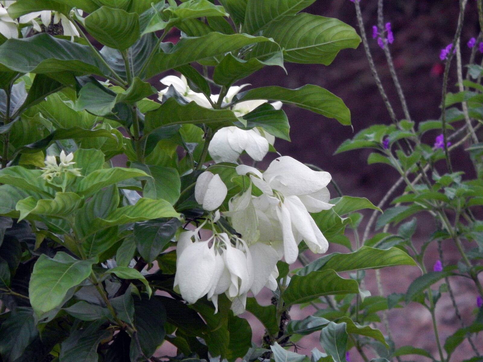 Nikon Coolpix L820 sample photo. Flowers, nature photography