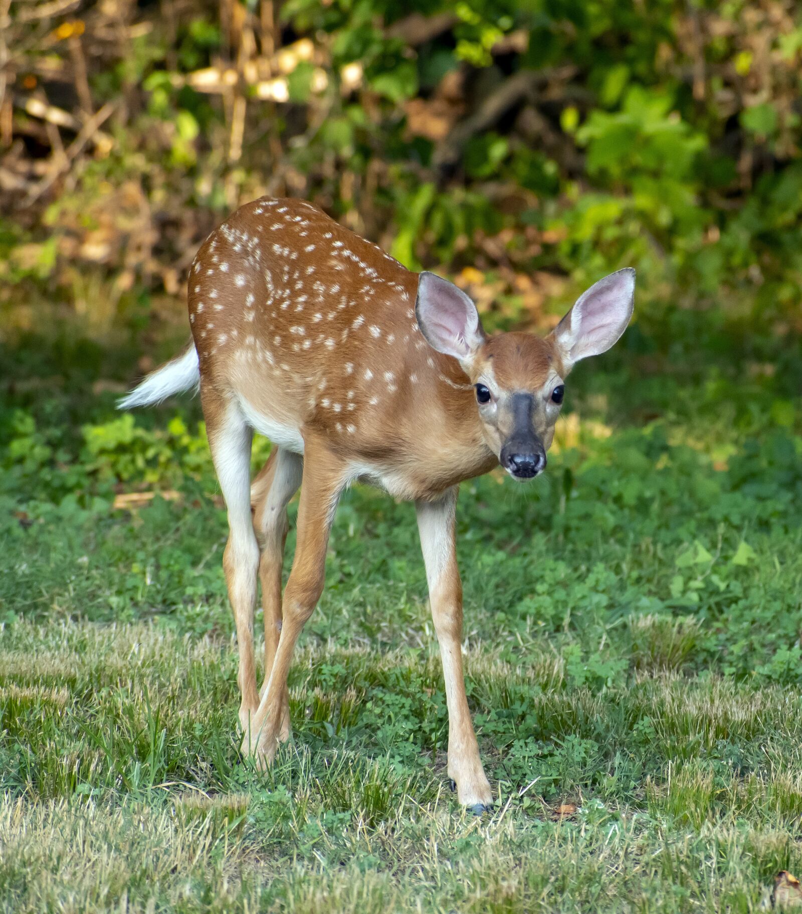 Nikon D500 sample photo. Fawn, deer, nature photography