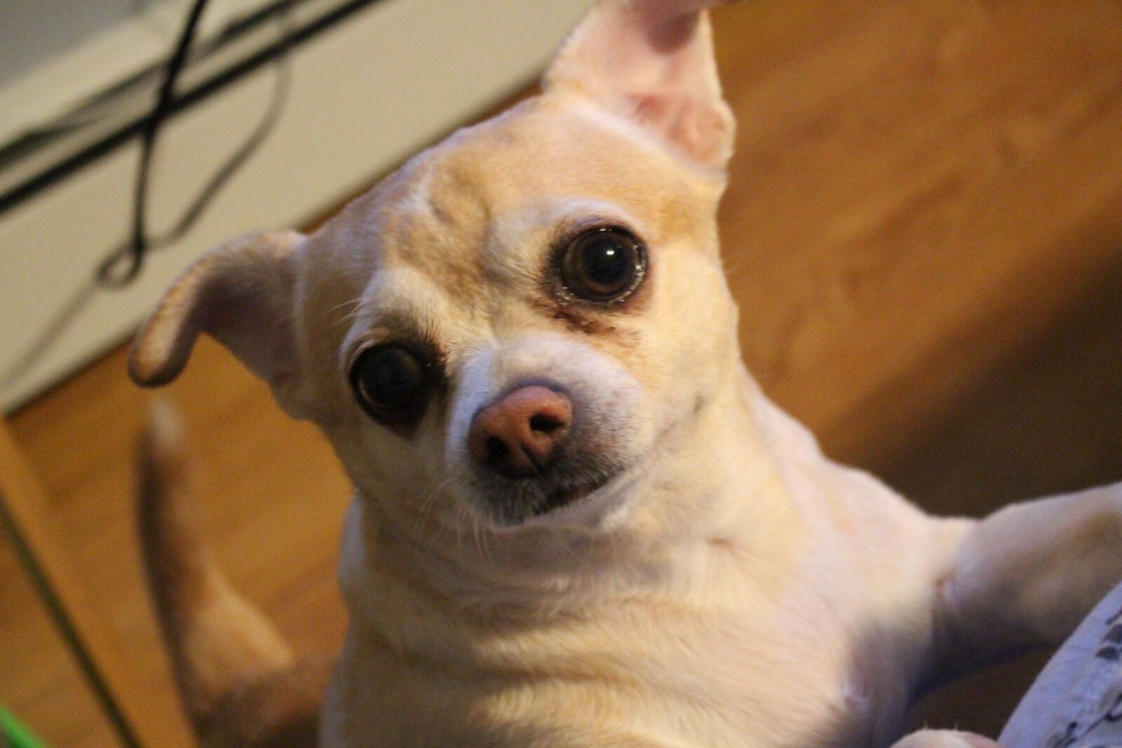 Canon EOS 700D (EOS Rebel T5i / EOS Kiss X7i) sample photo. Pet, cute, dog photography