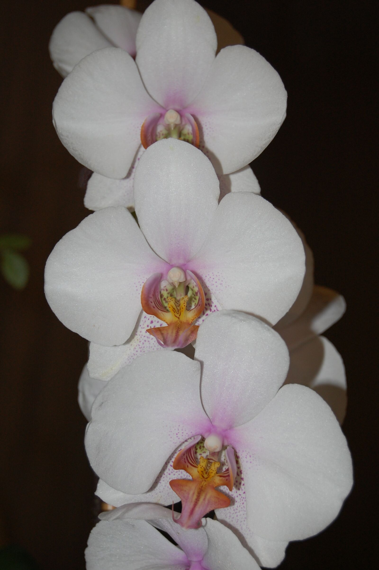 Nikon D40 sample photo. Orchid, plant, bloom photography
