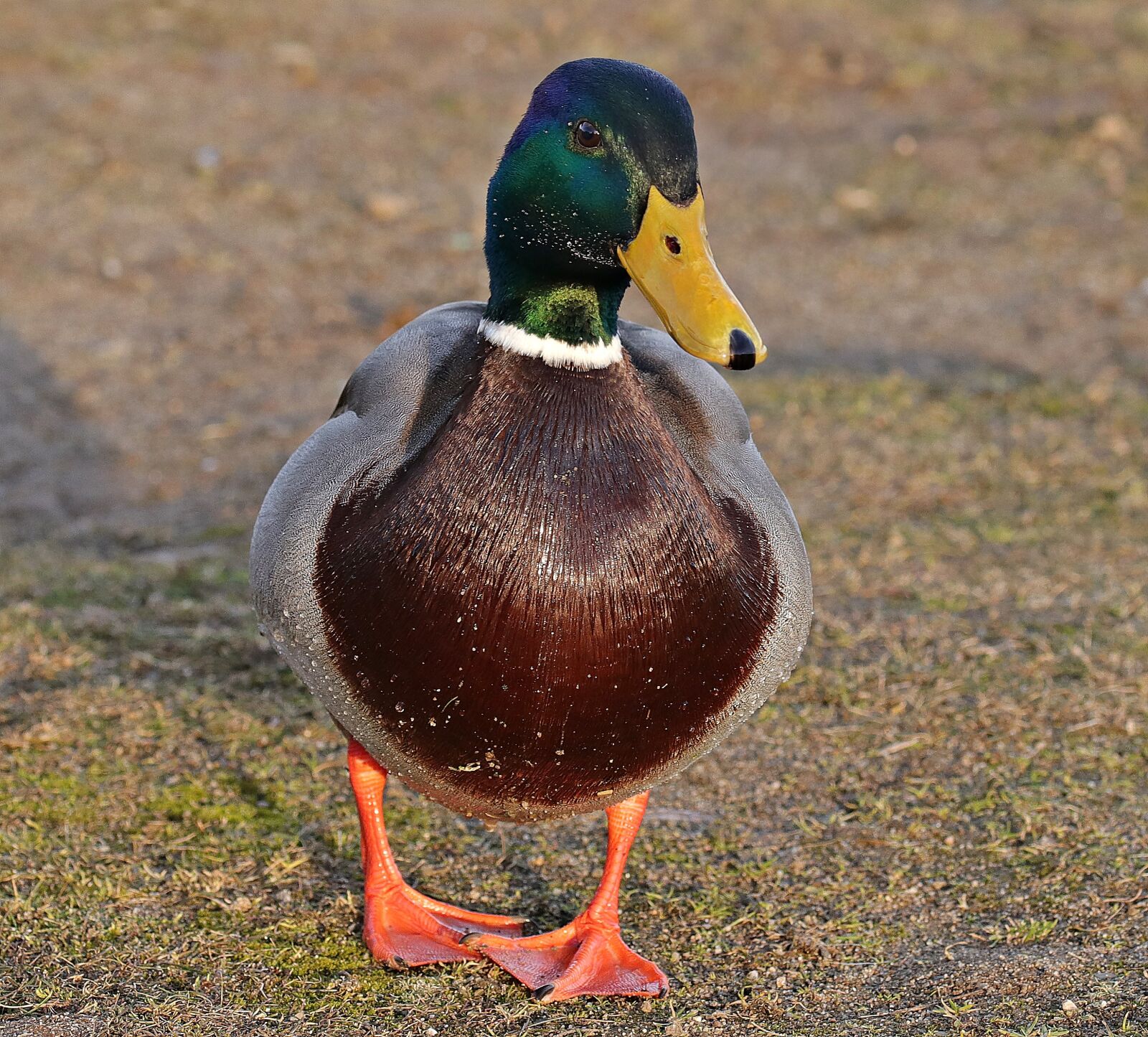 Canon EOS 80D sample photo. Drake, duck, duck bird photography