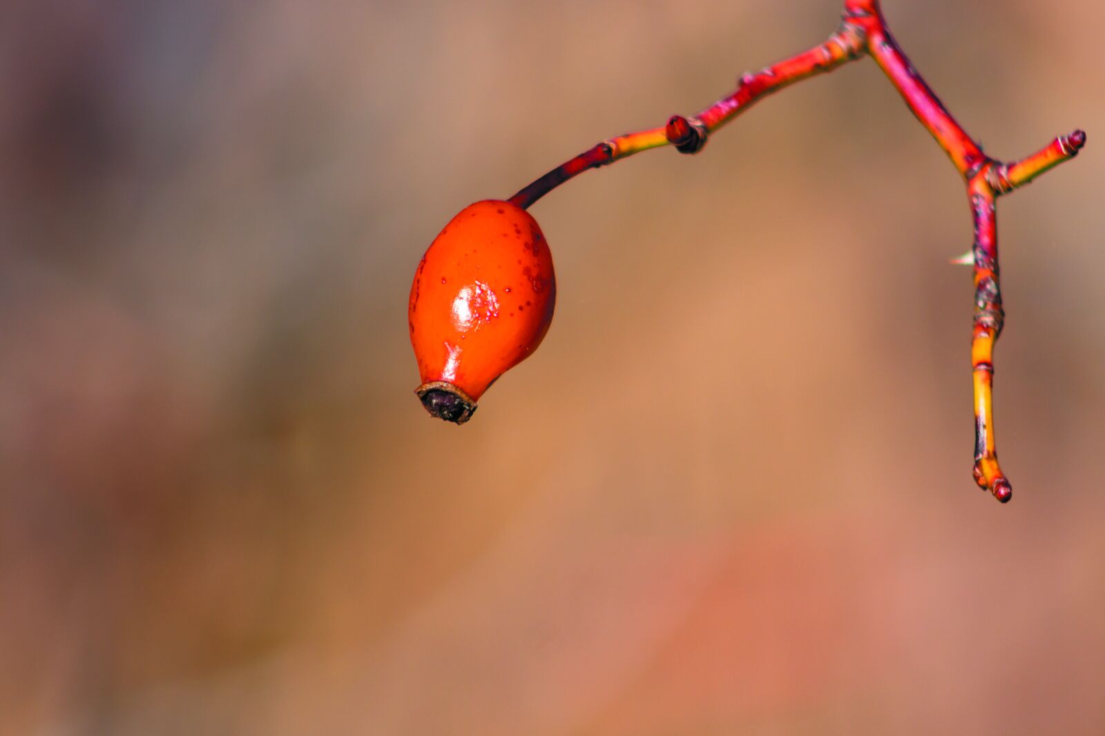 Canon EF75-300mm f/4-5.6 sample photo. Wildflower, rosehips, brian photography
