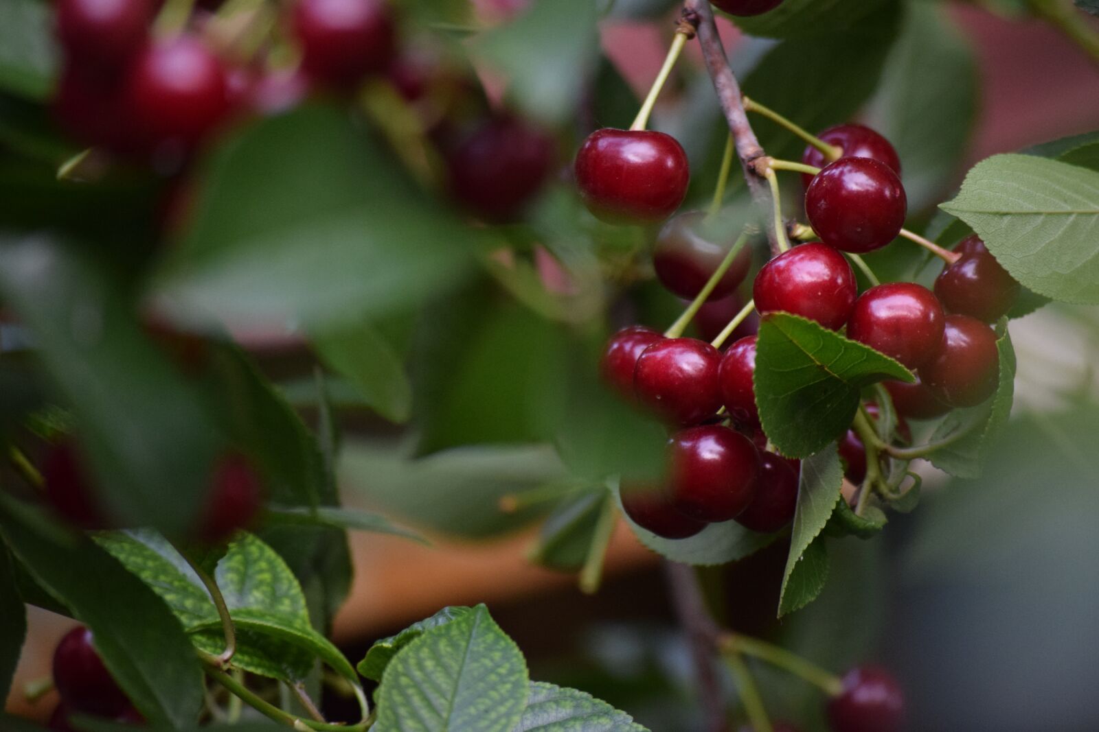 Nikon D3300 sample photo. Sour cherry, food, vegetable photography