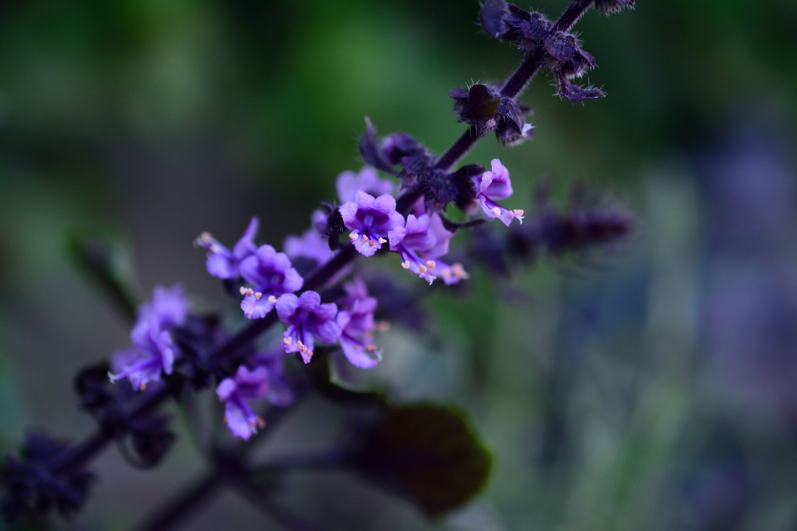 Nikon D5200 sample photo. Basil bush basil, flowers photography