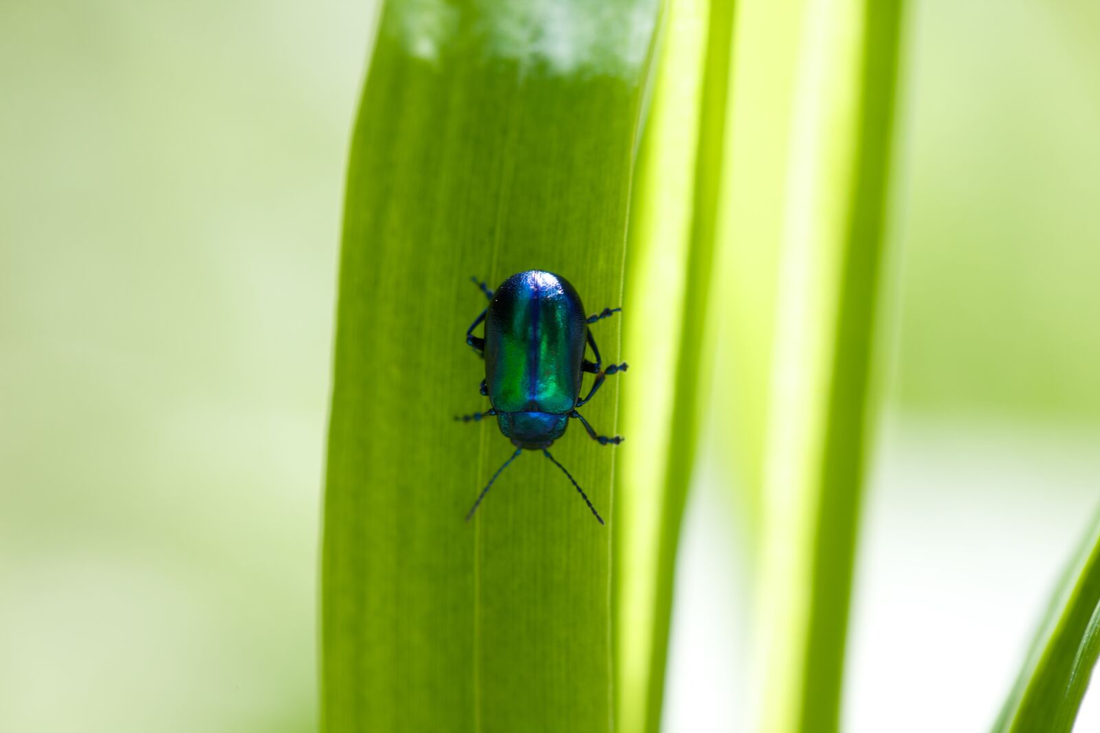 Canon EOS 5D Mark II sample photo. Beetle, stengel, close up photography