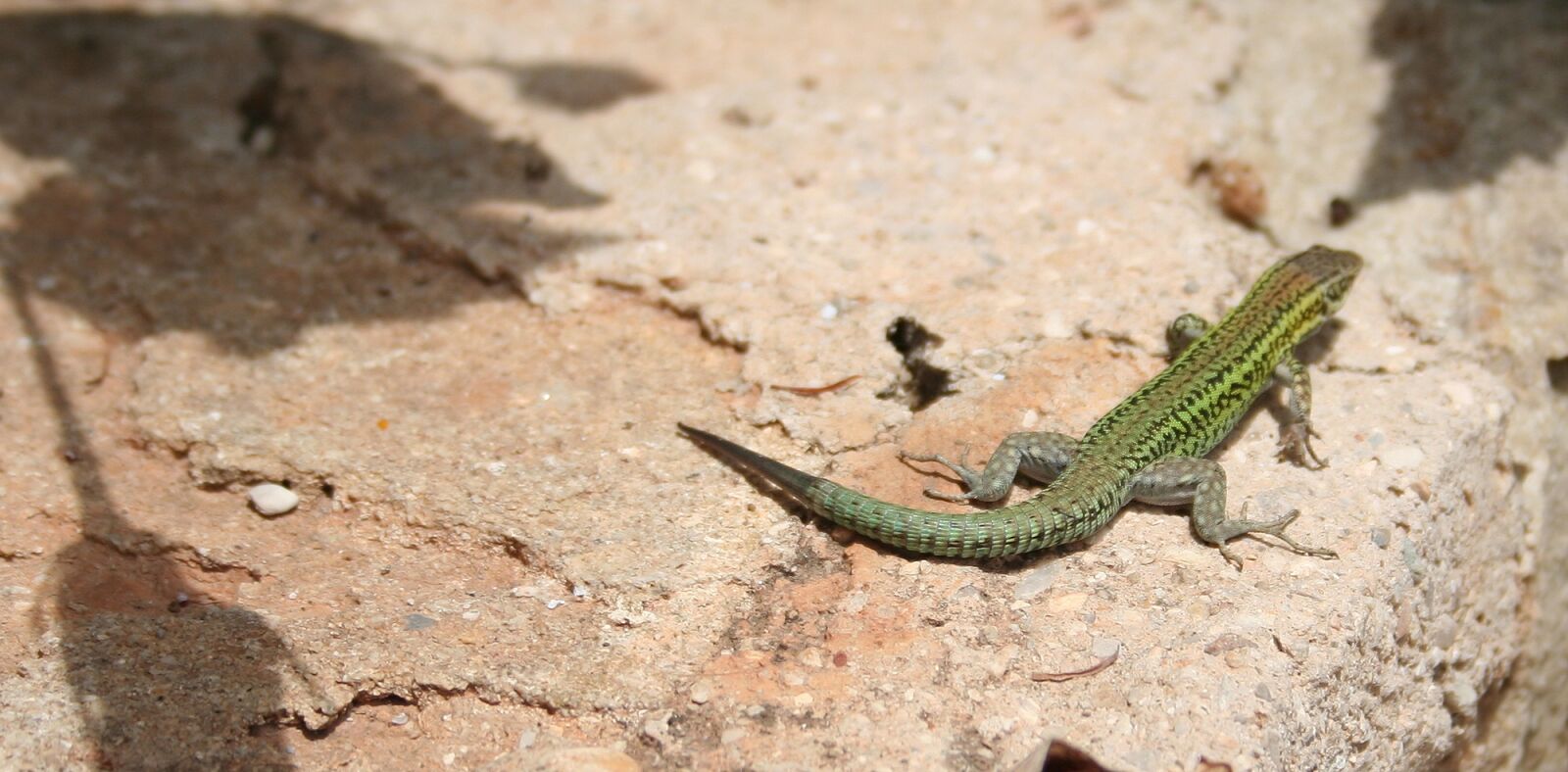 Canon EOS 350D (EOS Digital Rebel XT / EOS Kiss Digital N) sample photo. Lizard, reptile, animal photography