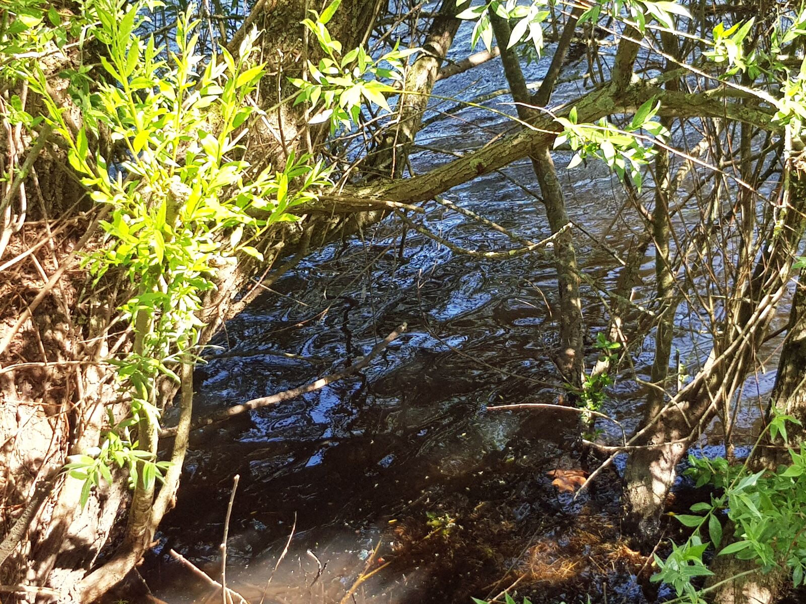 Samsung Galaxy S8 sample photo. Water, scrub, bank photography
