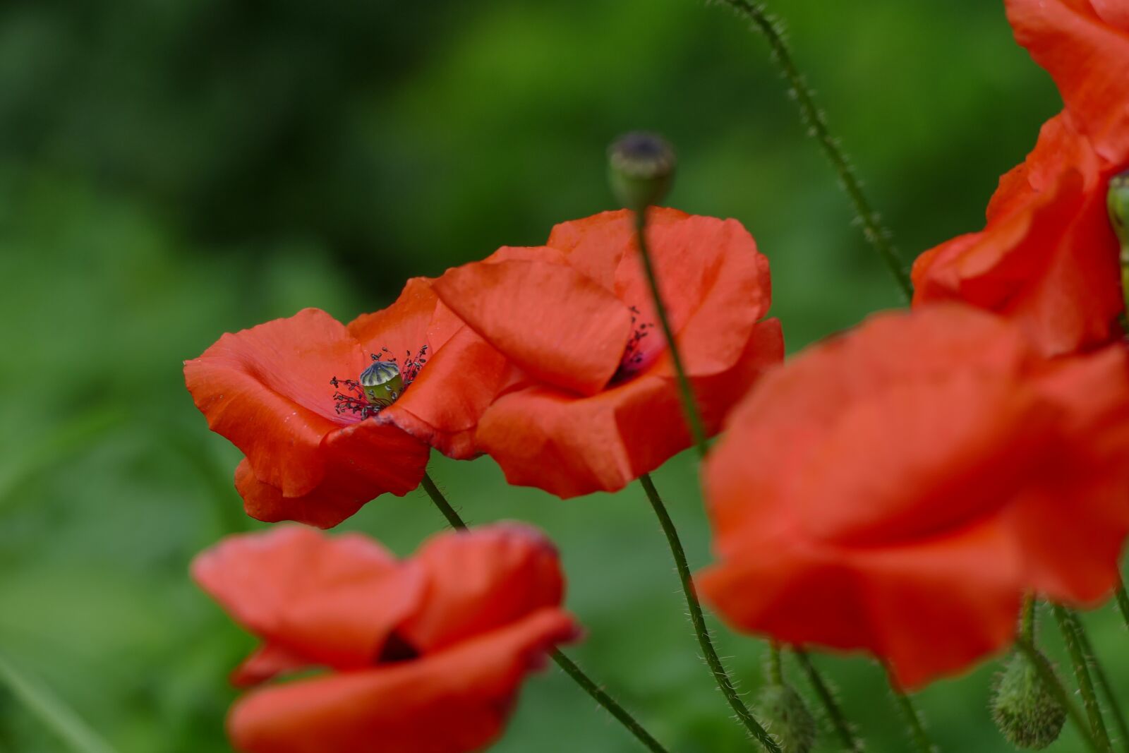 Panasonic Lumix DMC-FZ1000 sample photo. Poppies, red, nature photography