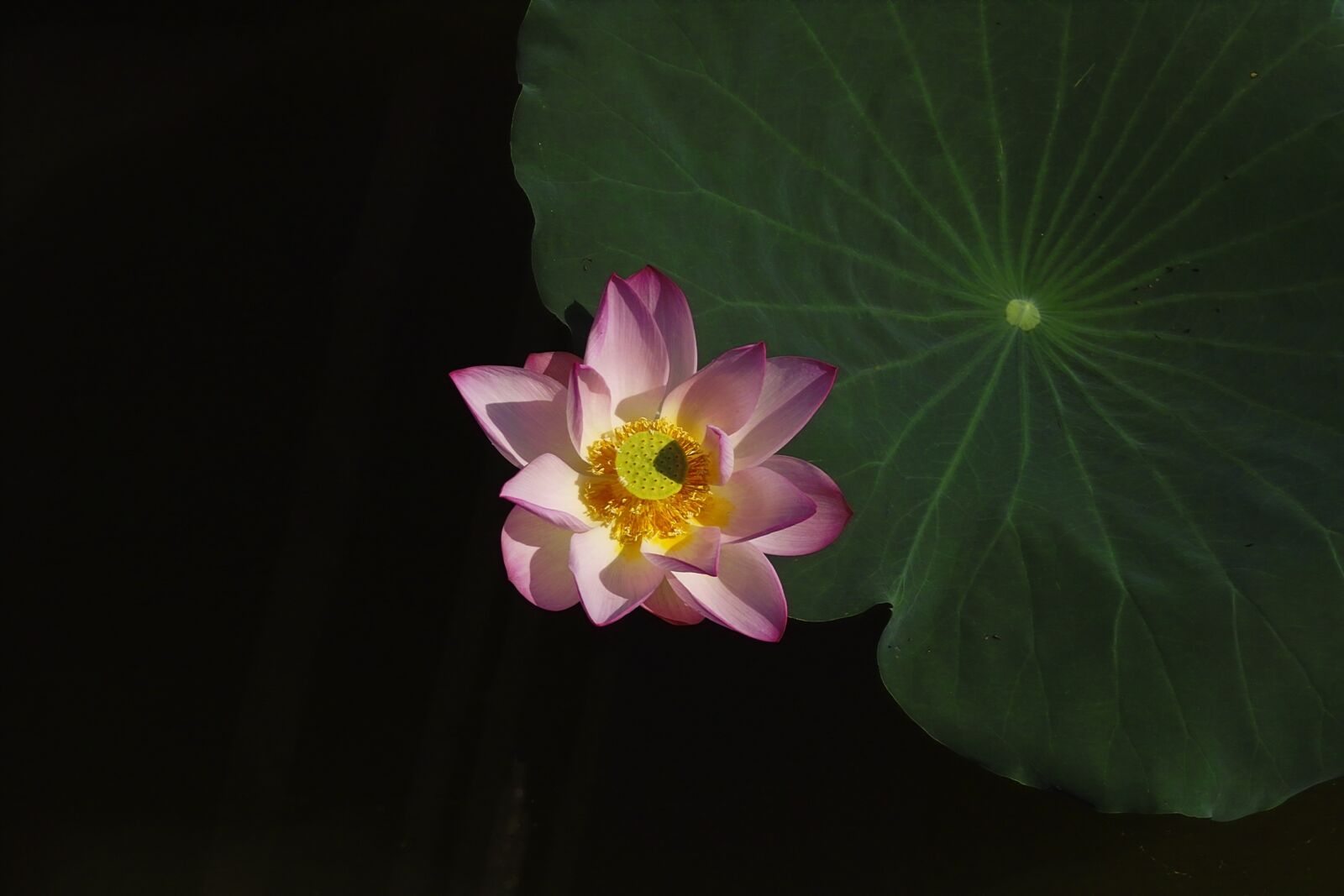 Sigma SD14 sample photo. Lotus, lotus leaf, be photography