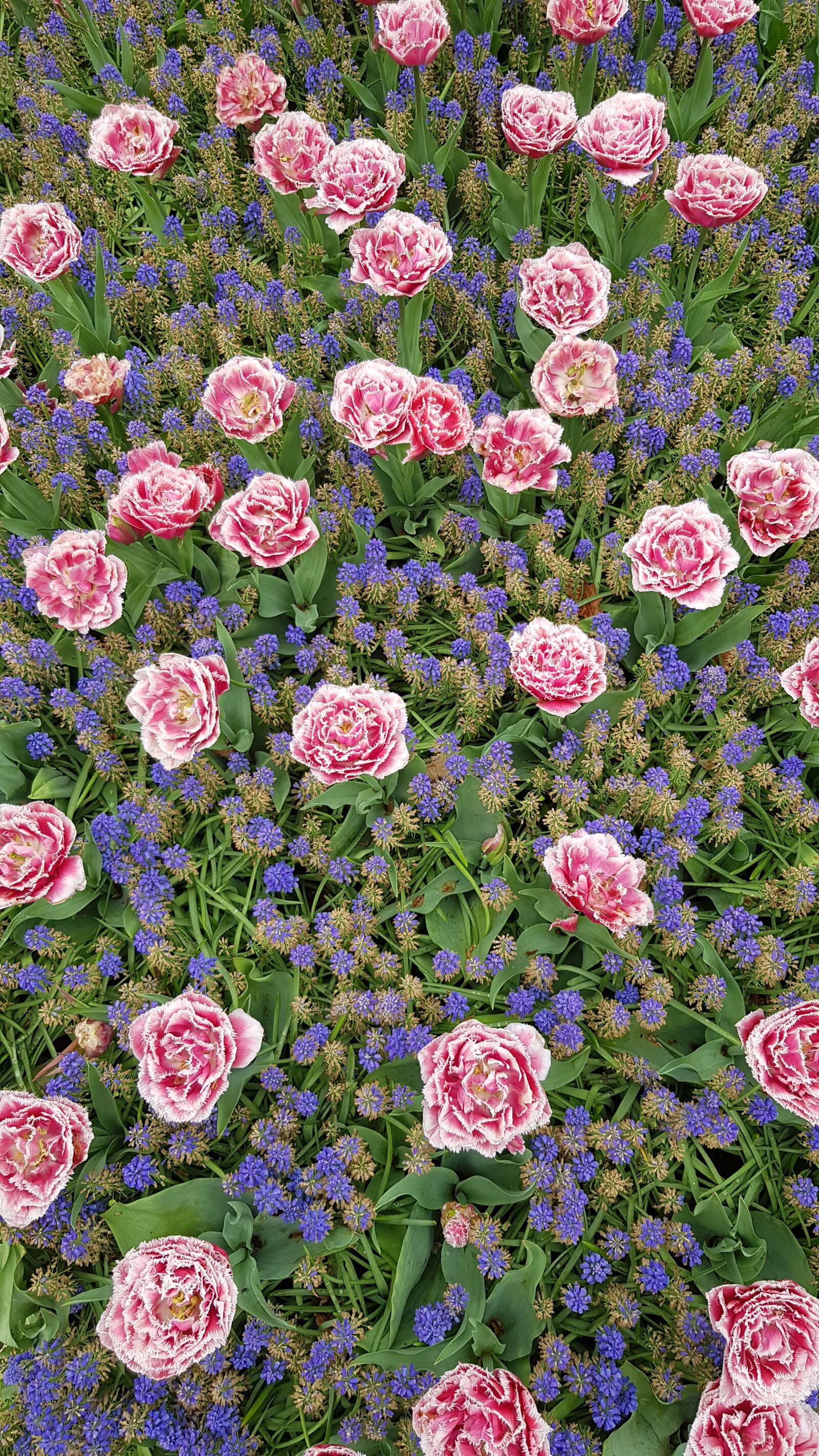 Samsung Galaxy S8 sample photo. Flowers, flower, tulip photography