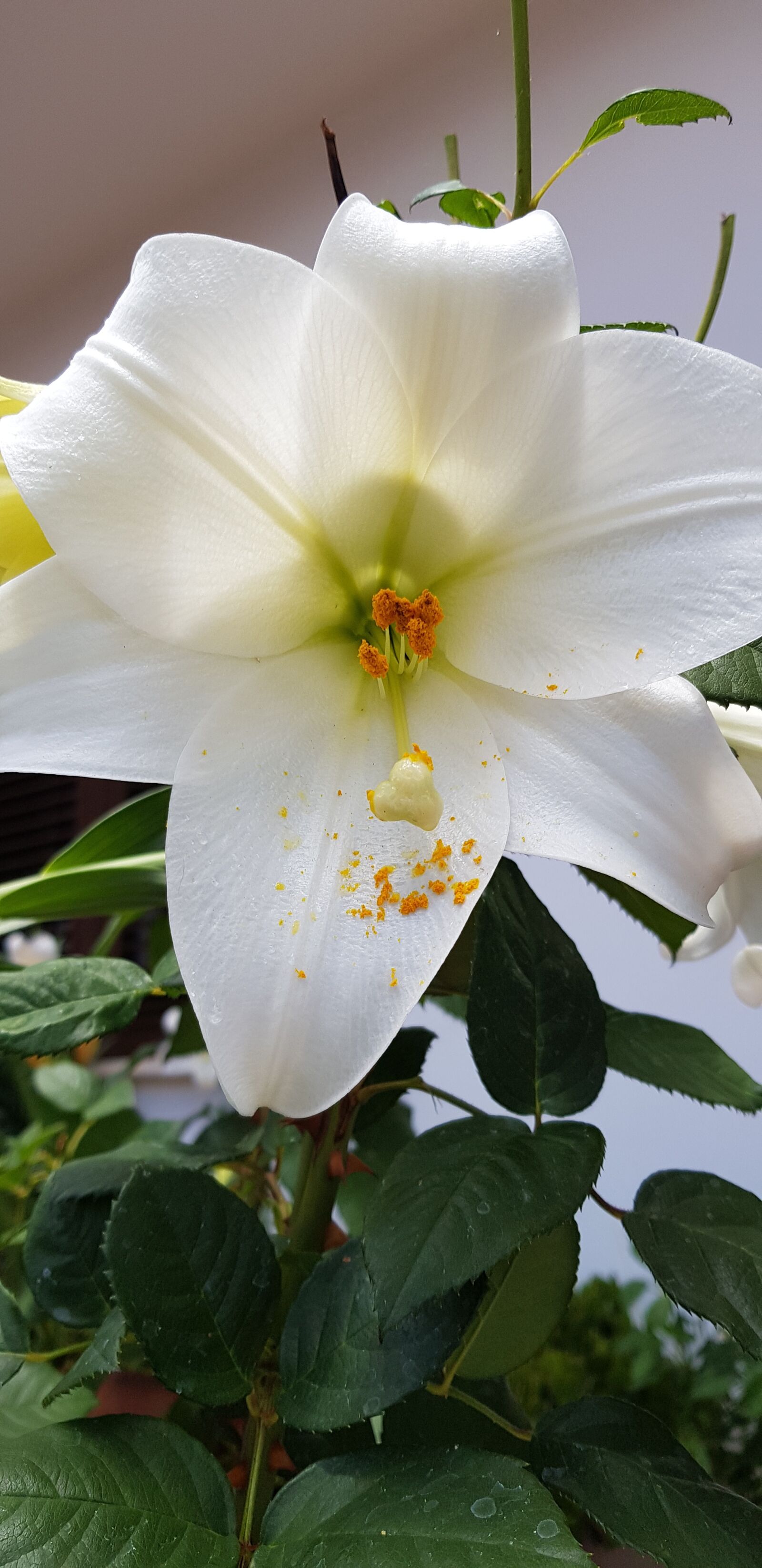 Samsung Galaxy S8 sample photo. Flowers, lilies, whites photography