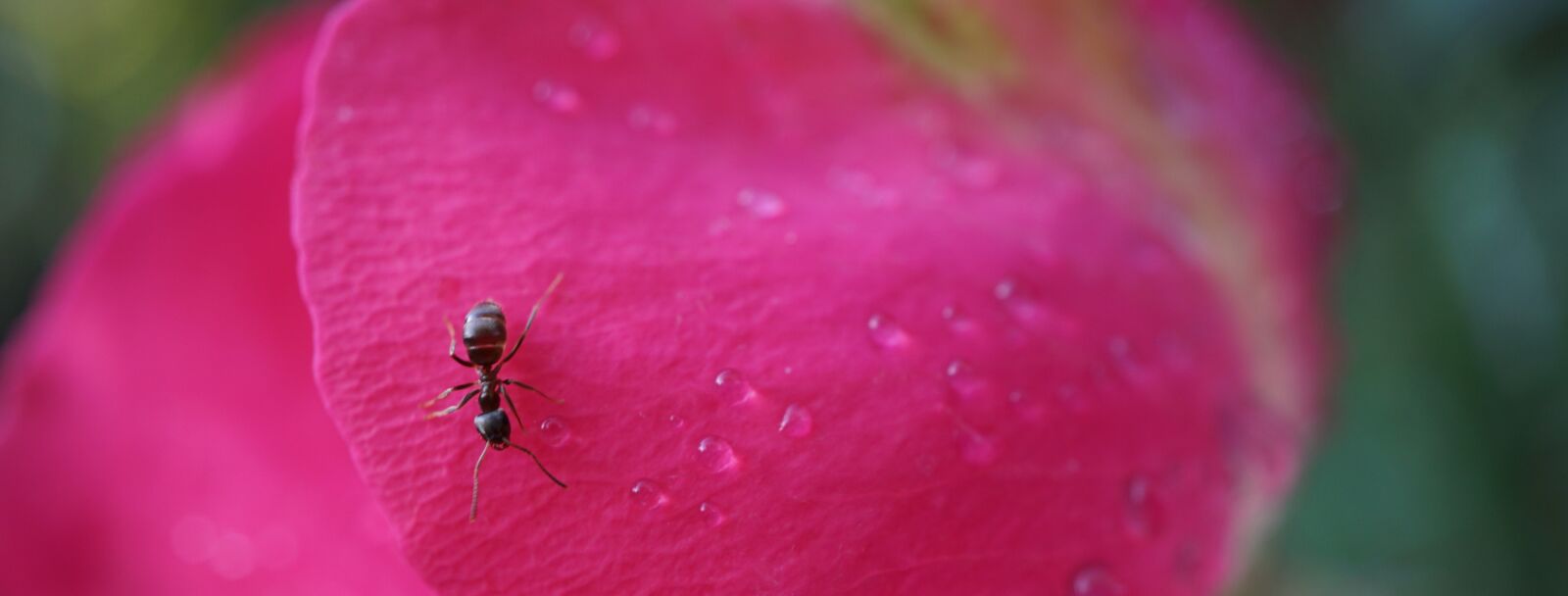 Sony a6000 + Sony E 30mm F3.5 Macro sample photo. Ant, rose petals, insect photography