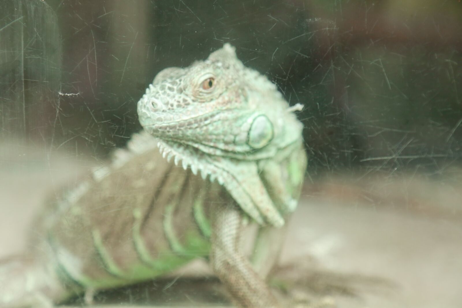 Canon EF 24-105mm F4L IS USM sample photo. Animal, zoo, dangerous photography