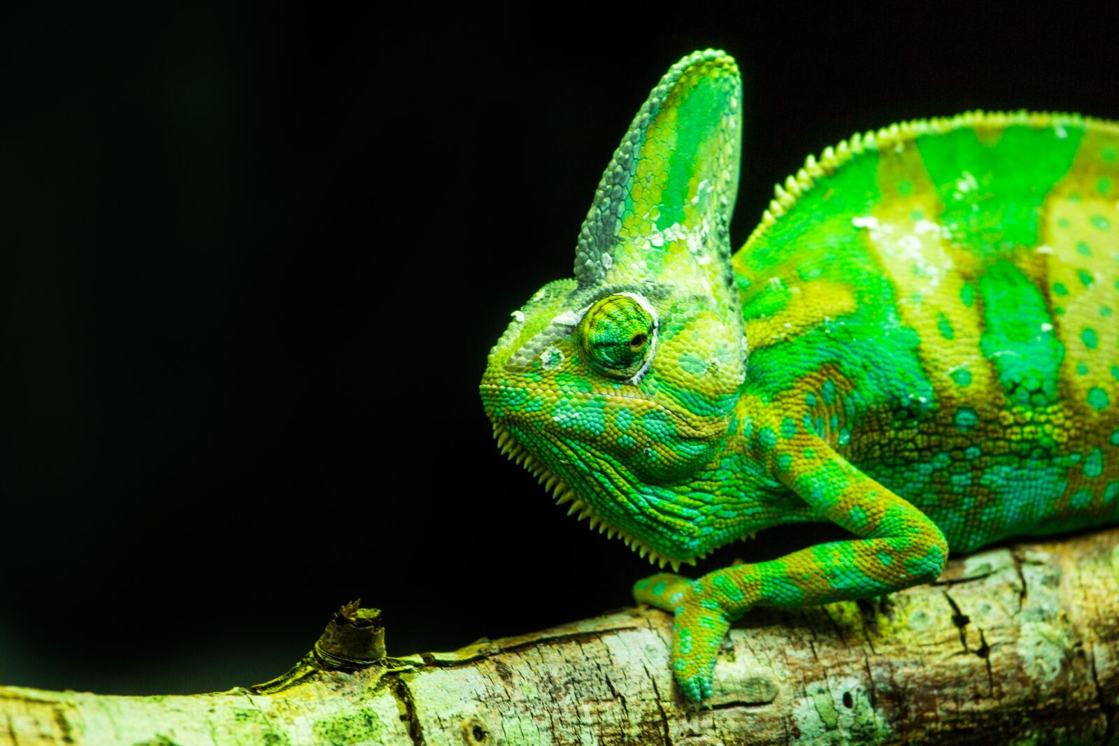 Canon EF 100-400mm F4.5-5.6L IS USM sample photo. Lizards, reptiles, animal life photography