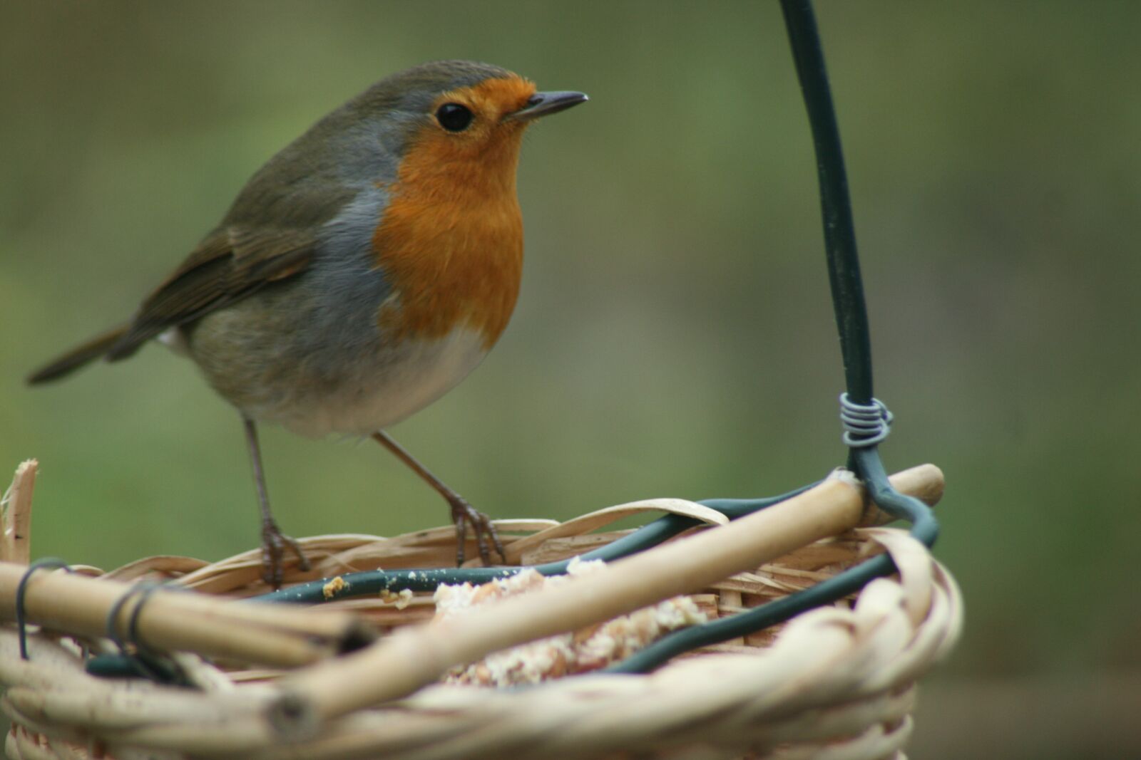 Canon EOS 400D (EOS Digital Rebel XTi / EOS Kiss Digital X) sample photo. Bird, robin, foraging photography