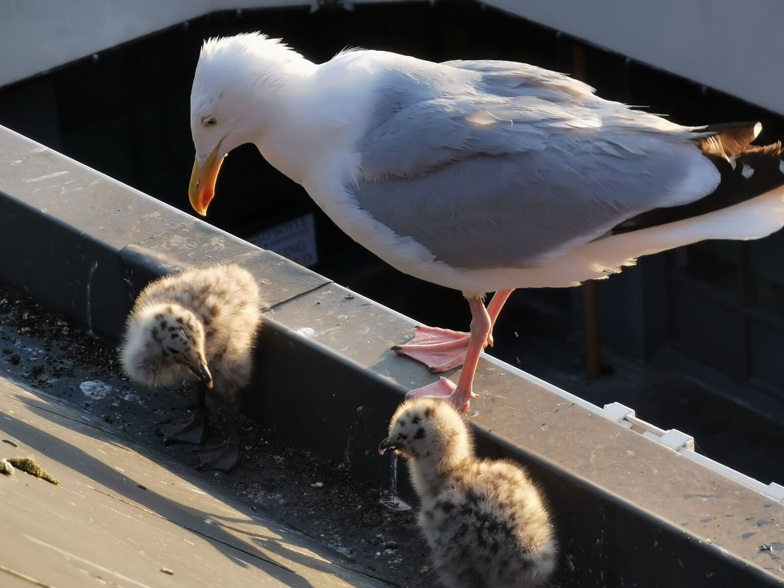HUAWEI P30 Pro sample photo. Seagulls, chicks, baby seagulls photography
