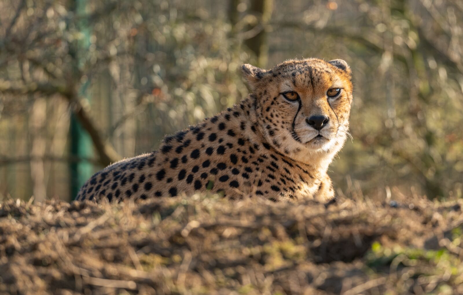 Nikon D850 sample photo. Cheetah, portrait, cat photography