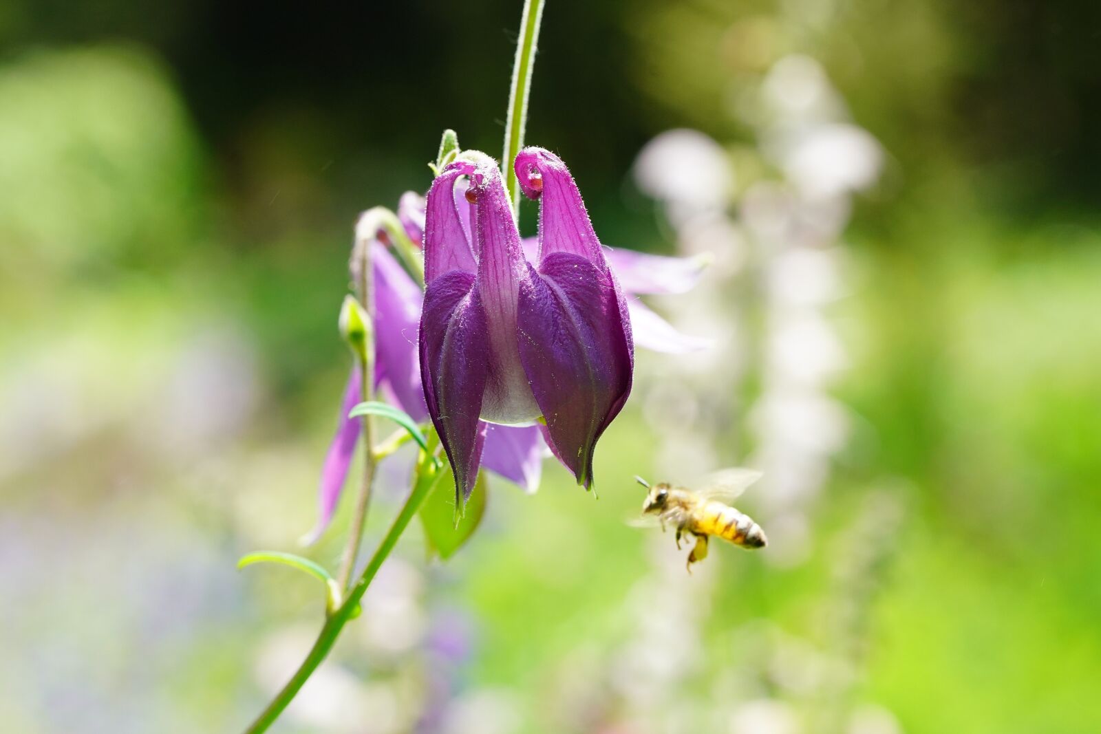 Sony a7R III + Sony FE 90mm F2.8 Macro G OSS sample photo. Bee, flower, nature photography