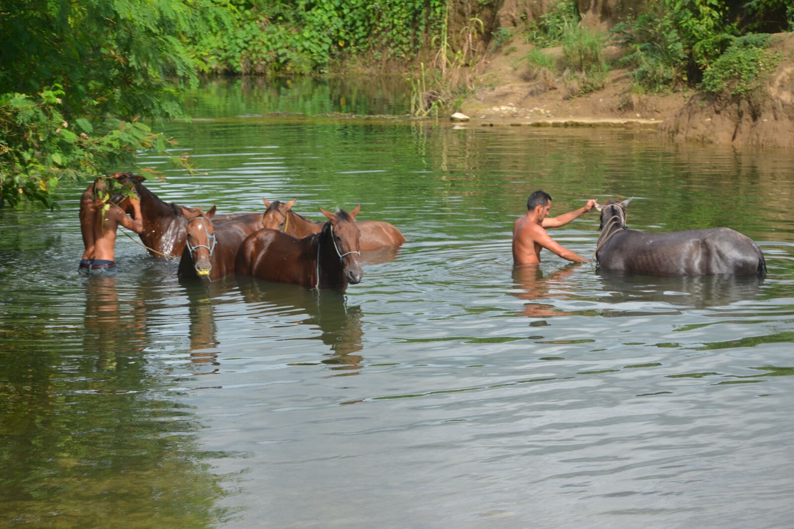 Nikon D3100 sample photo. Horse, cityscape, old photography