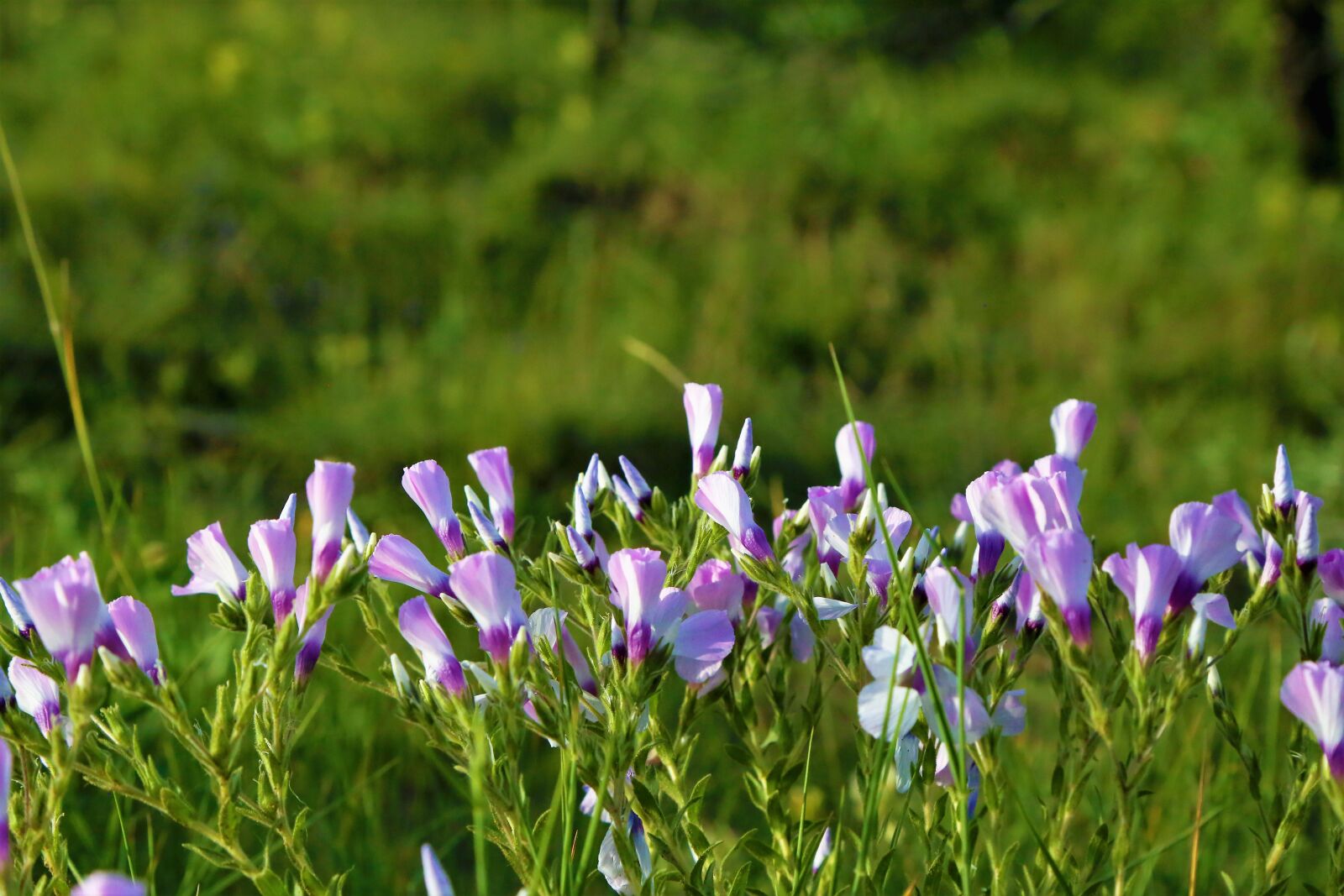 Canon EF 24-105mm F4L IS USM sample photo. Flowers, rural, spring photography