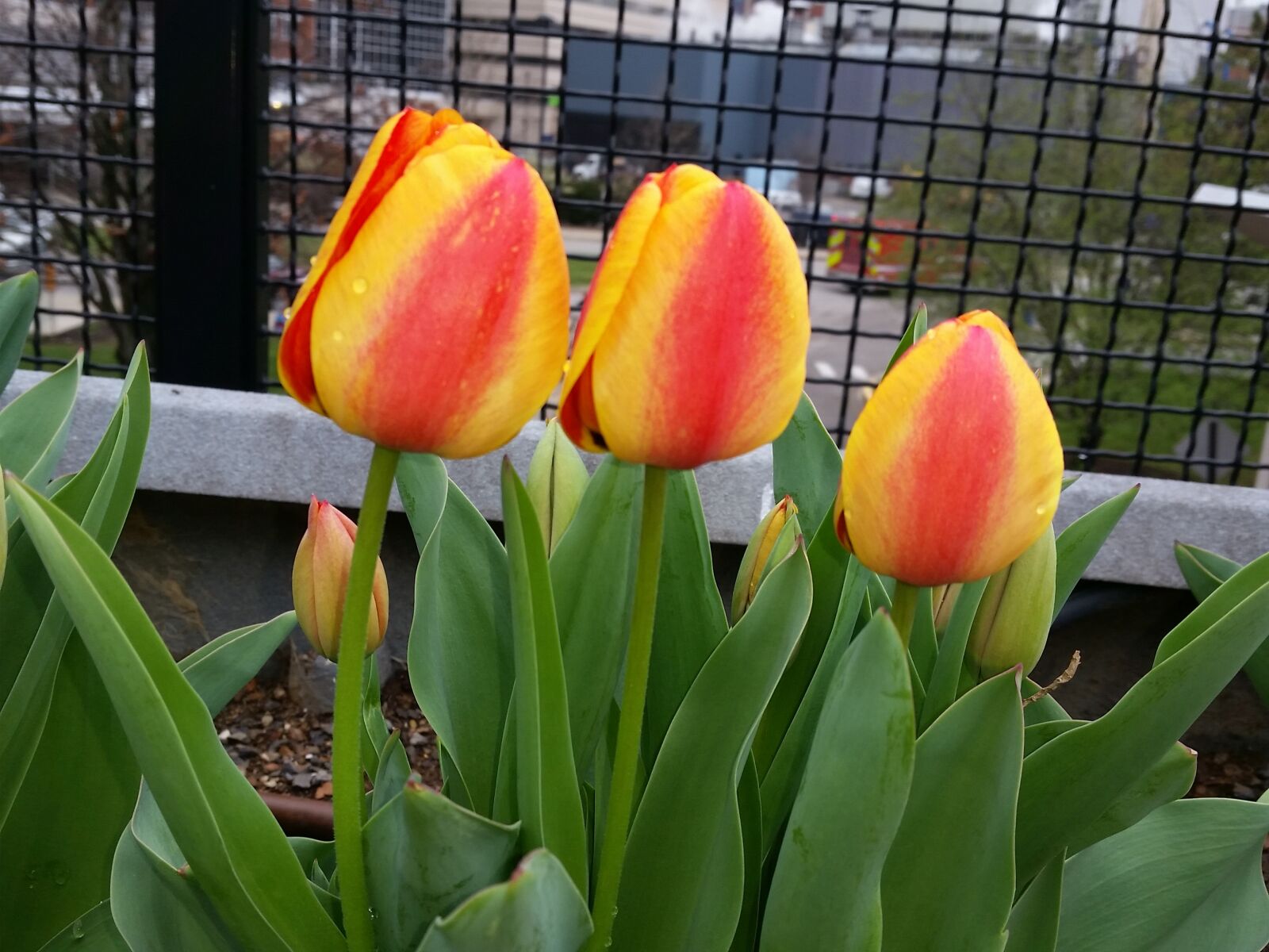 Samsung Galaxy S5 Active sample photo. Tulip, yellow, flower photography