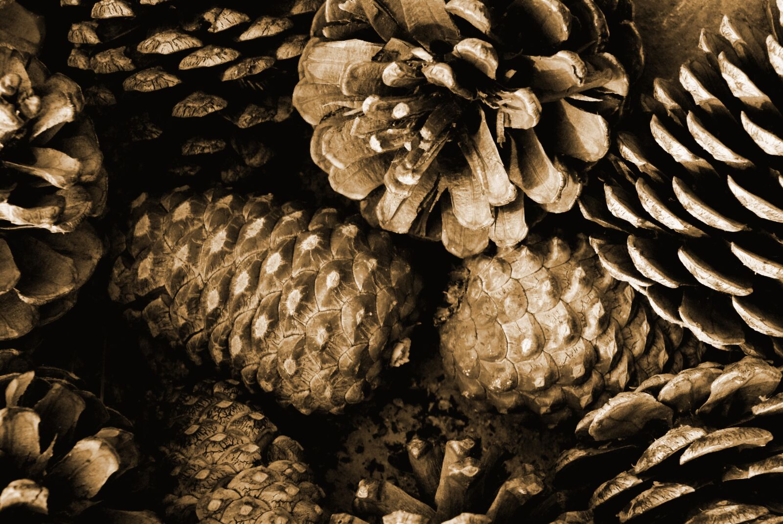Sony Alpha DSLR-A300 sample photo. Desktop, food, nature photography