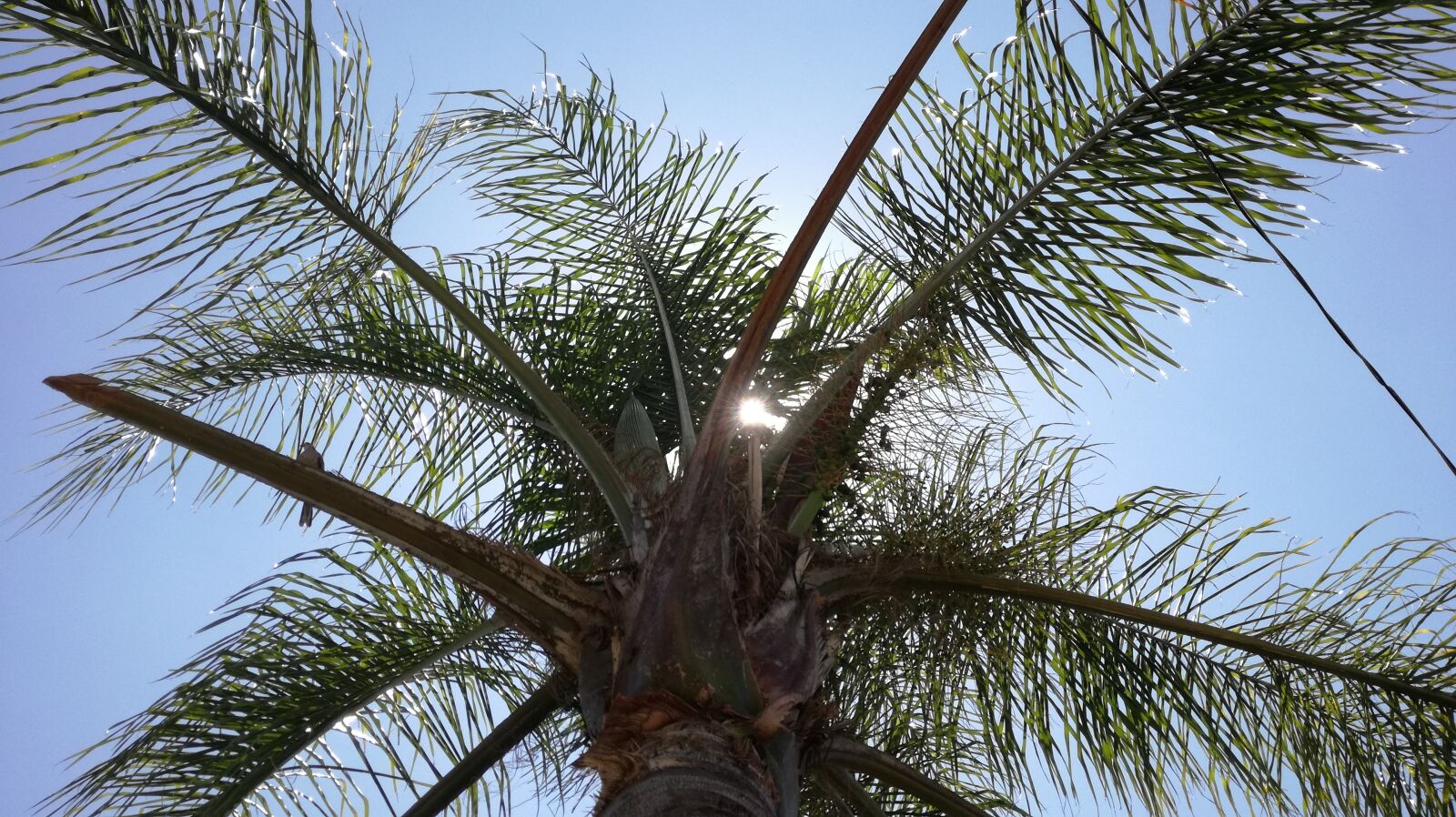 HUAWEI P9 LITE sample photo. Nature, palma, green photography