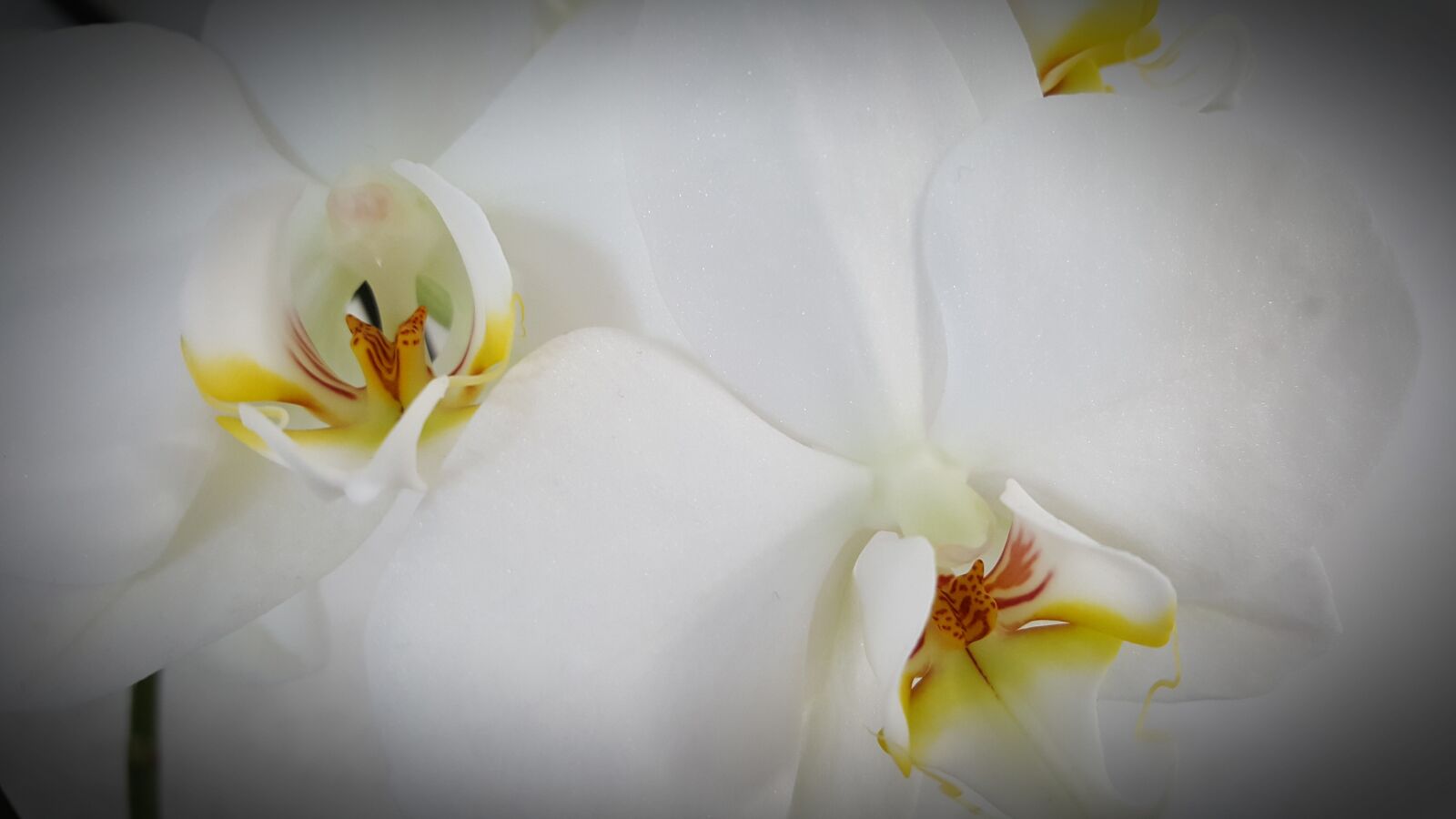 Samsung Galaxy S6 sample photo. Flower, plant, petal photography