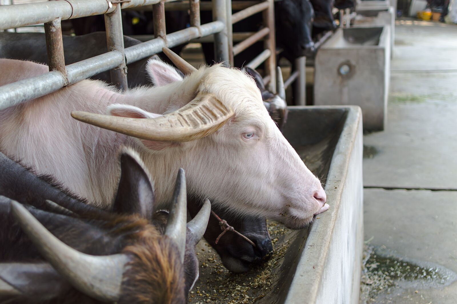 Nikon D3200 sample photo. Horn, brown, thai photography