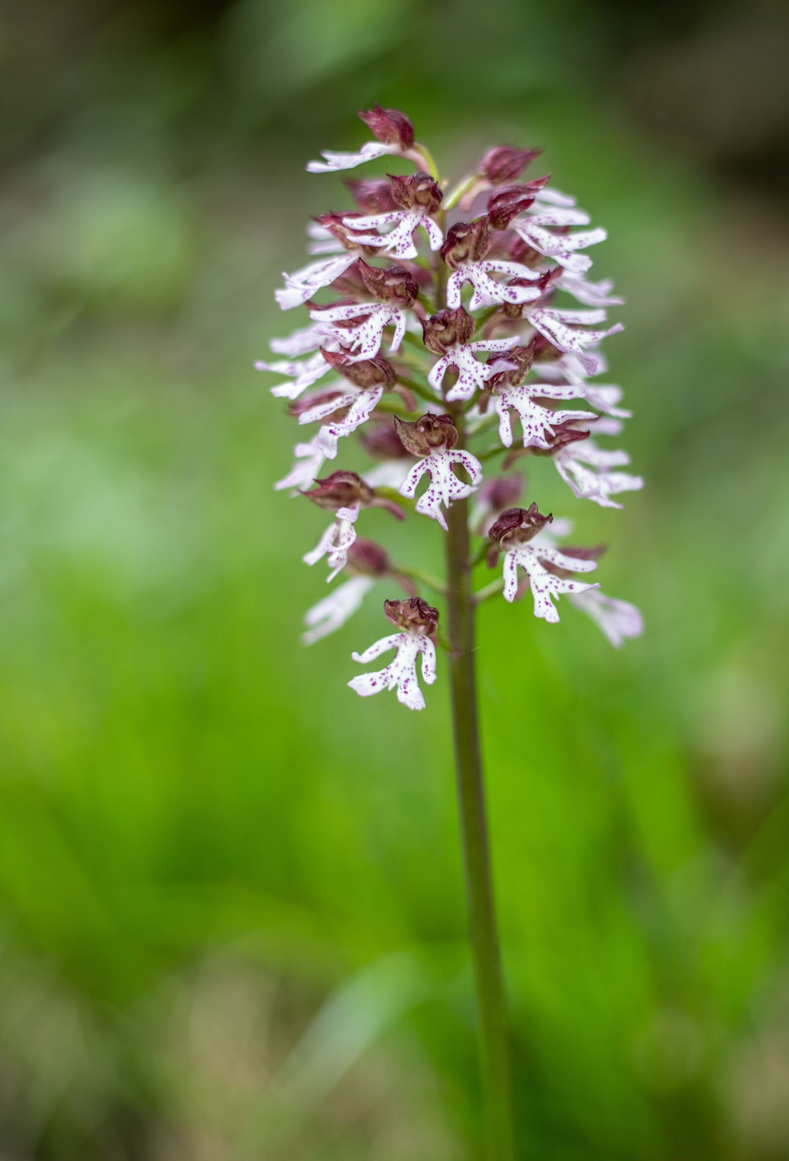 Canon EOS 6D Mark II sample photo. Orchis, purpurea, orchid photography