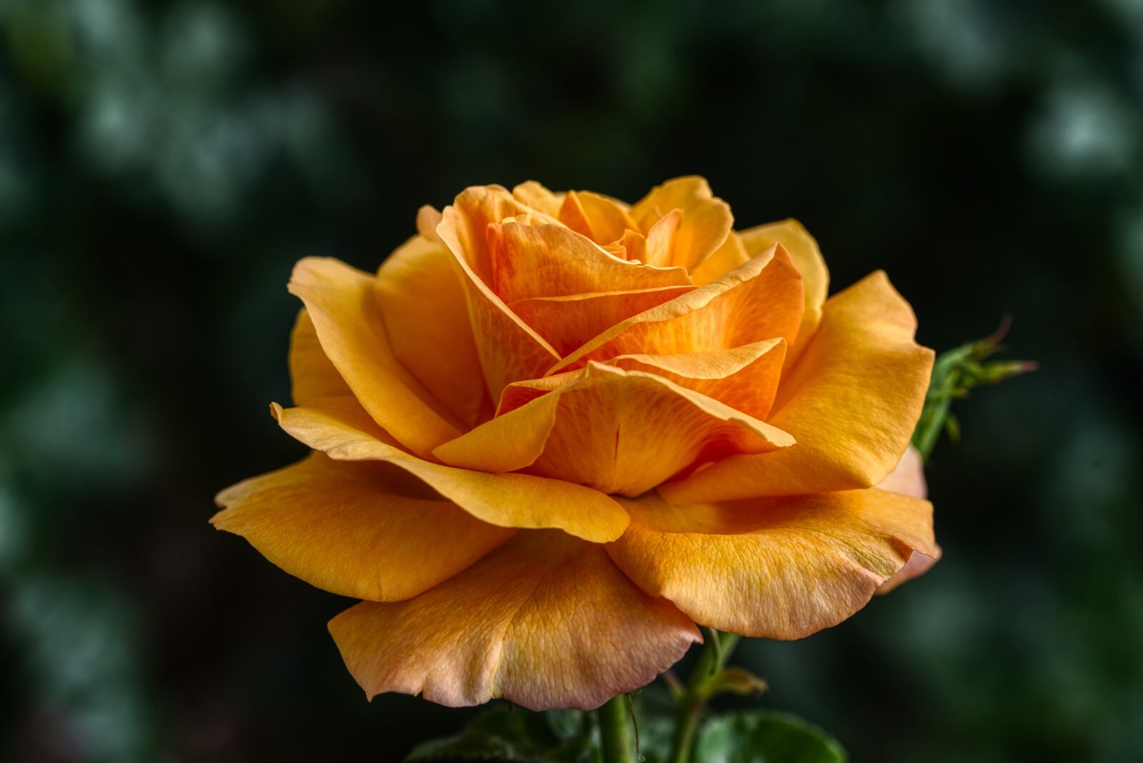 Nikon D750 sample photo. Rose, rose bloom, flower photography