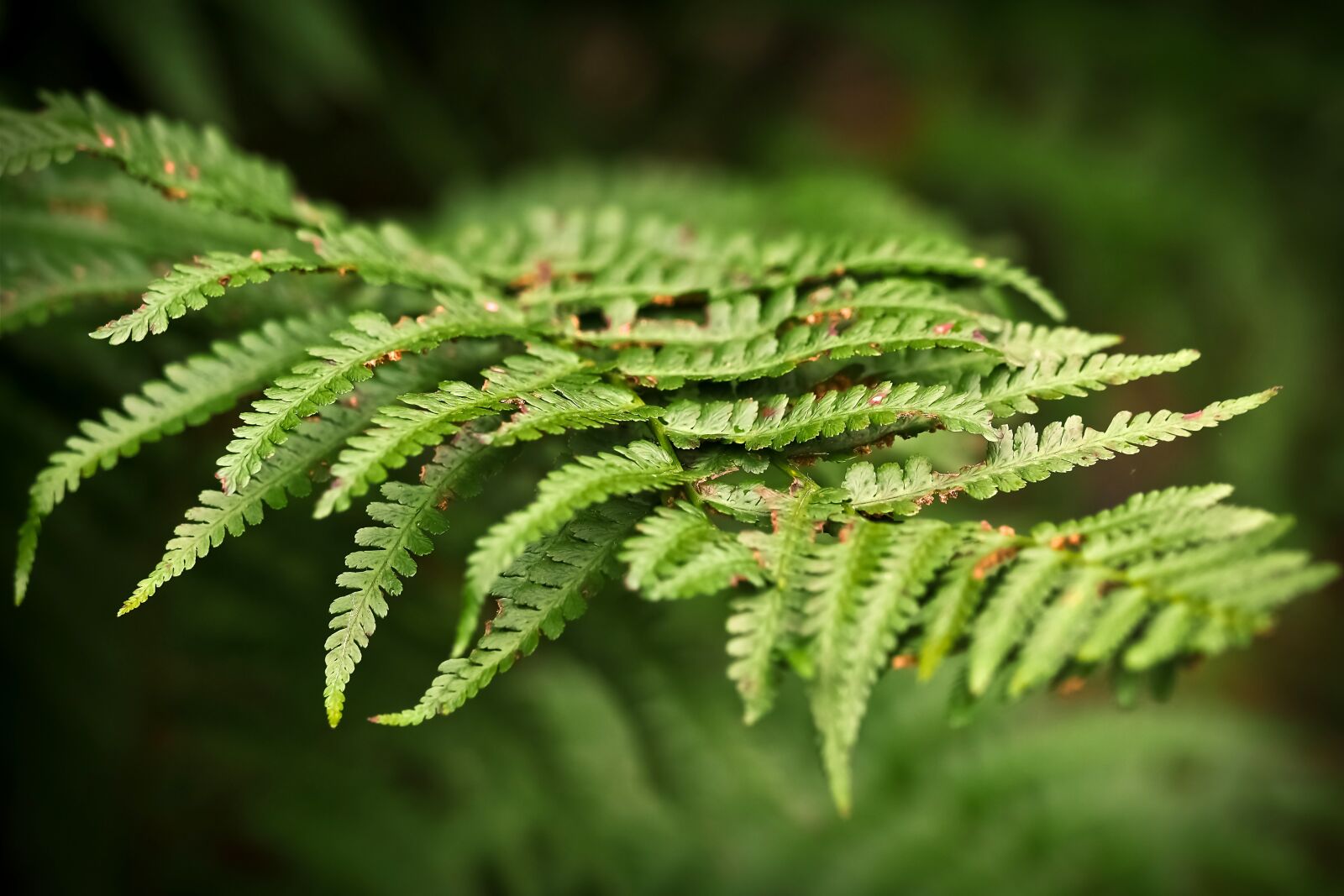 Olympus OM-D E-M10 sample photo. Fern, forest, green photography