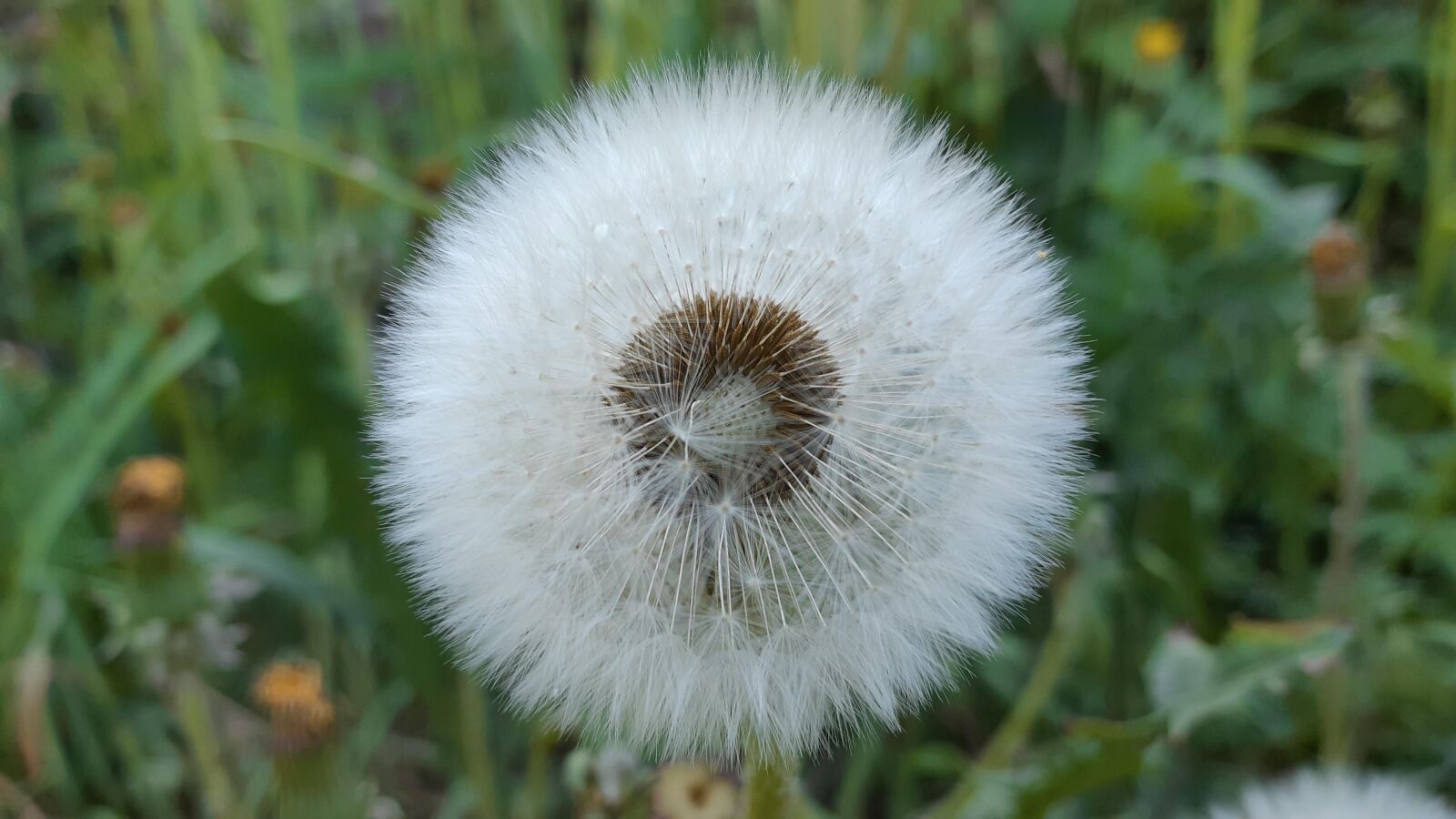 Samsung Galaxy A8(2018) sample photo. Dandelion, summer, nature photography