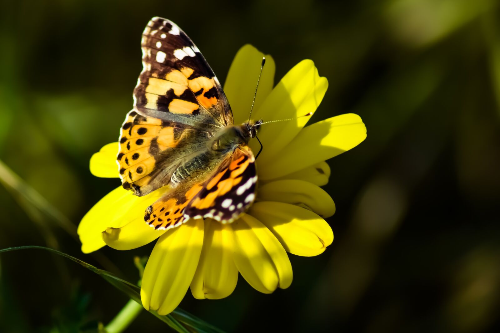 Nikon D3300 sample photo. Butterfly, flower, daisy photography