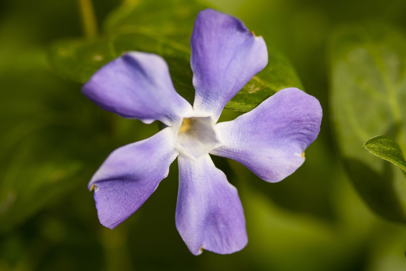 Canon EOS 40D sample photo. Flower, purple, plant photography
