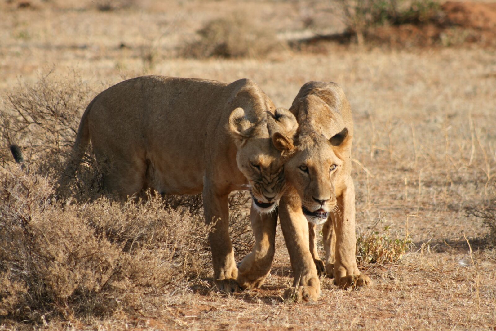Canon EOS 400D (EOS Digital Rebel XTi / EOS Kiss Digital X) sample photo. Kenya, lionesses, africa photography