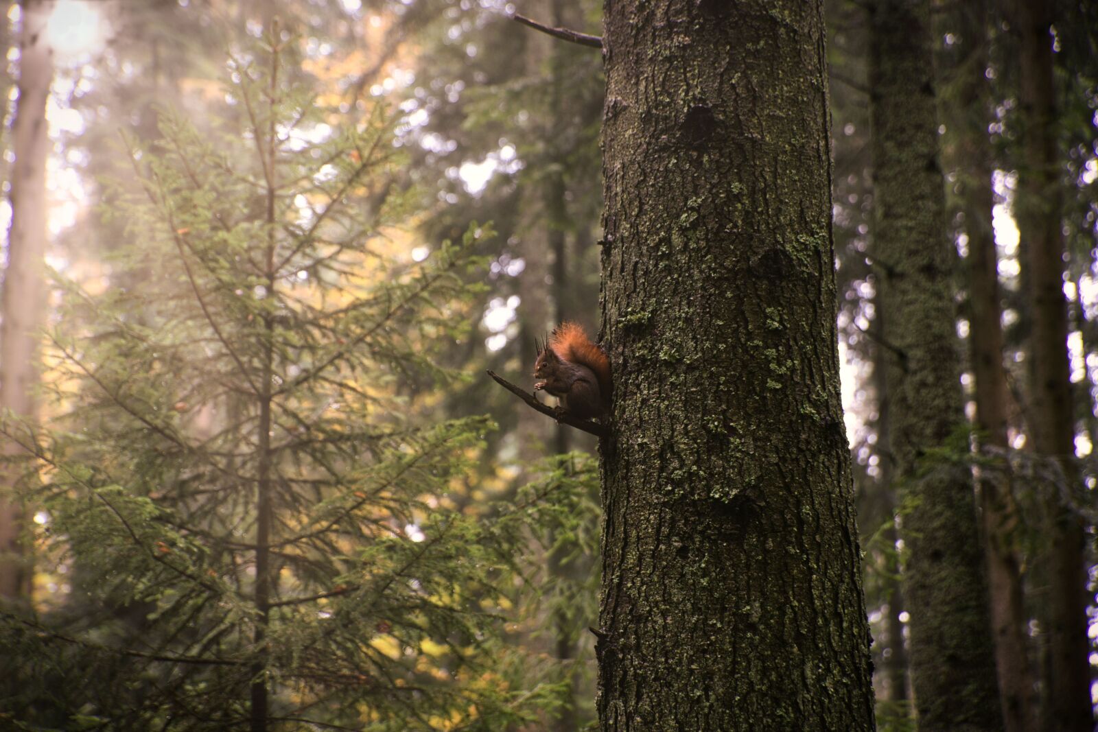 Canon EF 24-70mm F2.8L II USM sample photo. Squirrel, forest, nature photography