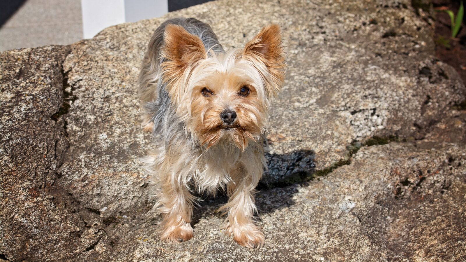 Nikon D7100 sample photo. Dog, yorkie, yorkshire terrier photography