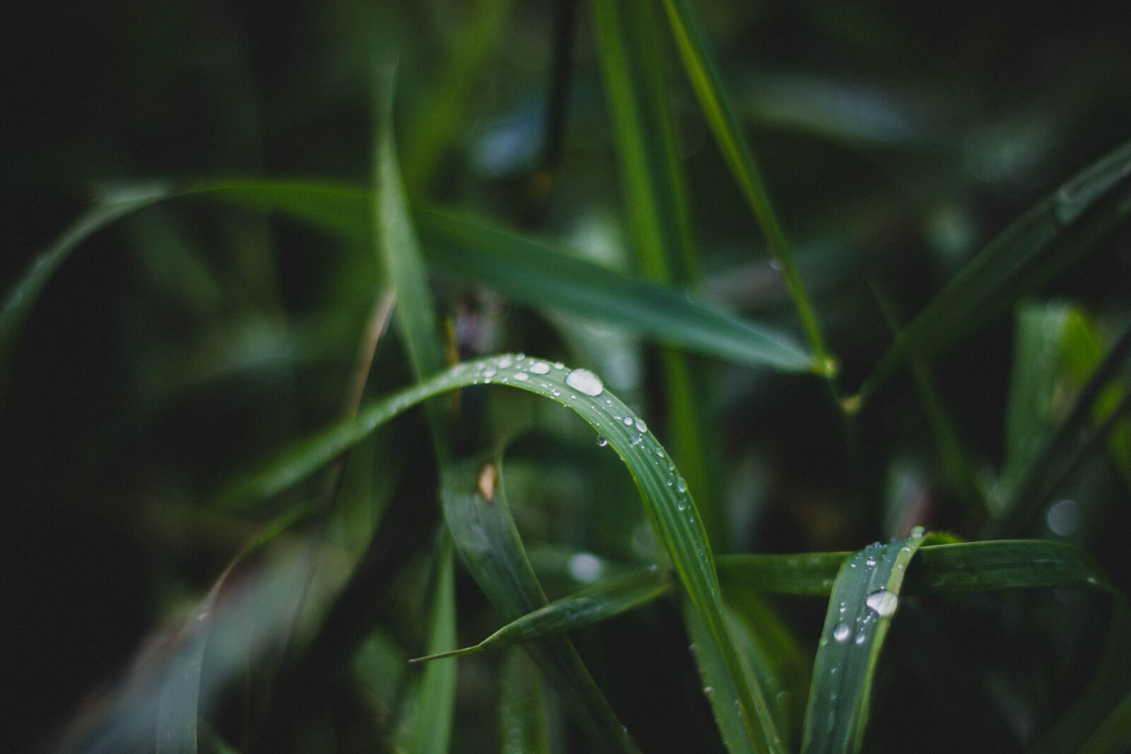 Canon EOS 600D (Rebel EOS T3i / EOS Kiss X5) + Canon EF 50mm F1.8 II sample photo. Grass, dew, green, nature photography