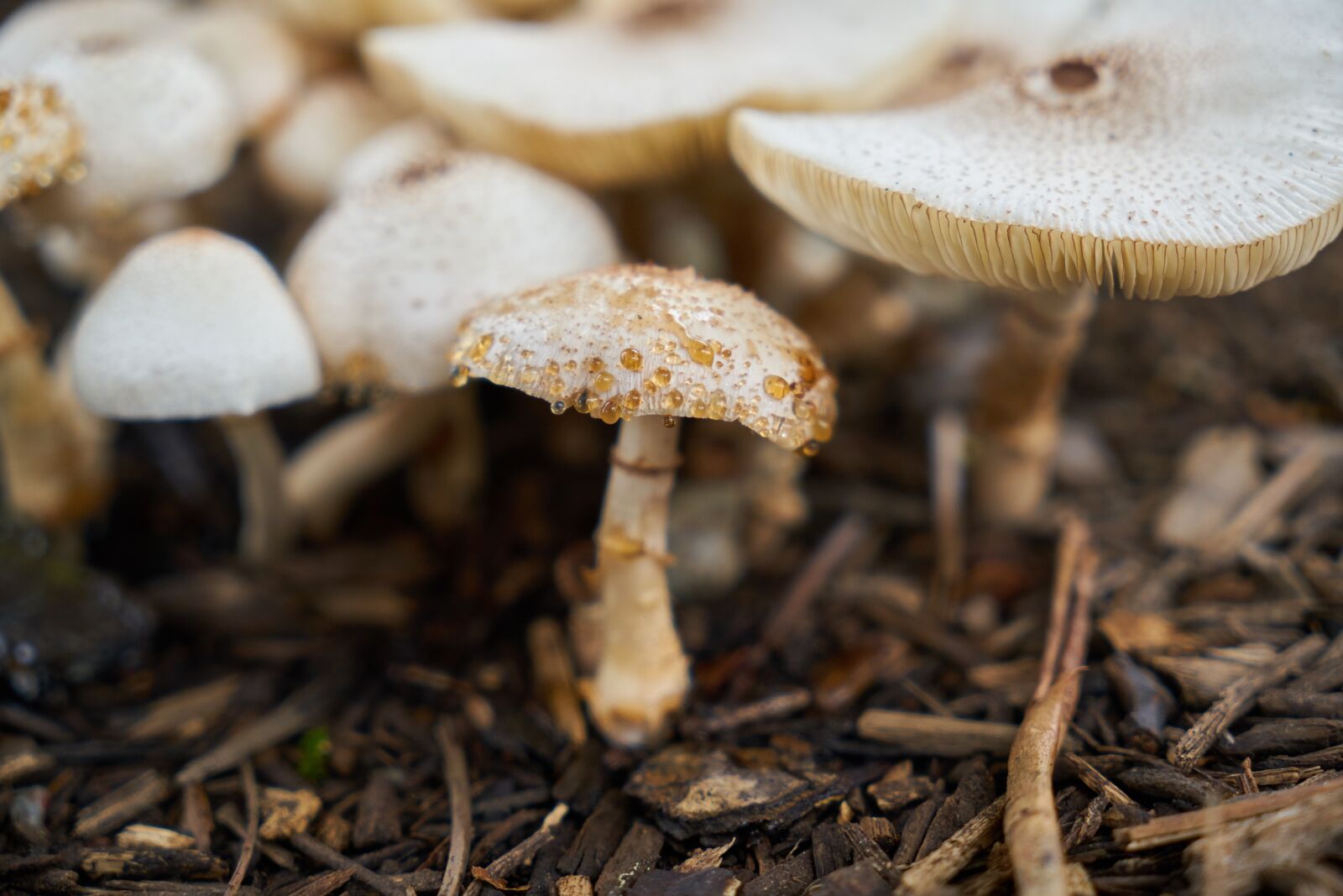Sony a7R II sample photo. Mushrooms, autumn, nature photography